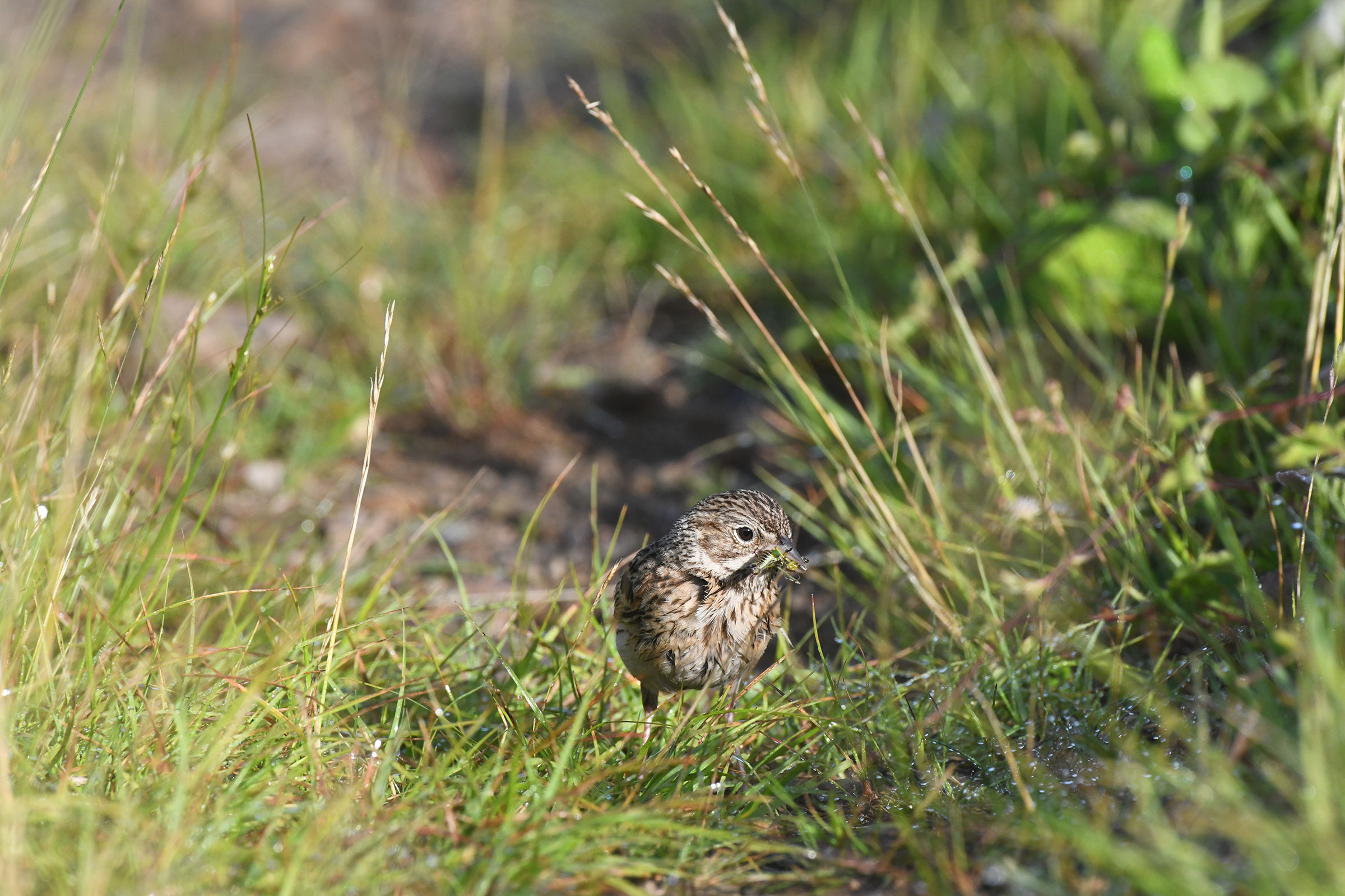 Vesper Sparrow - Carrying food, photo by Frederick D. Atwood