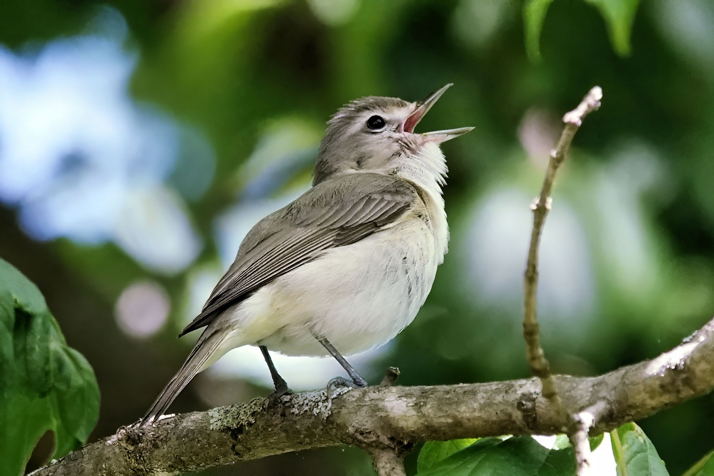 Warbling Vireo - Adult singing, photo by Alan Mitchnick