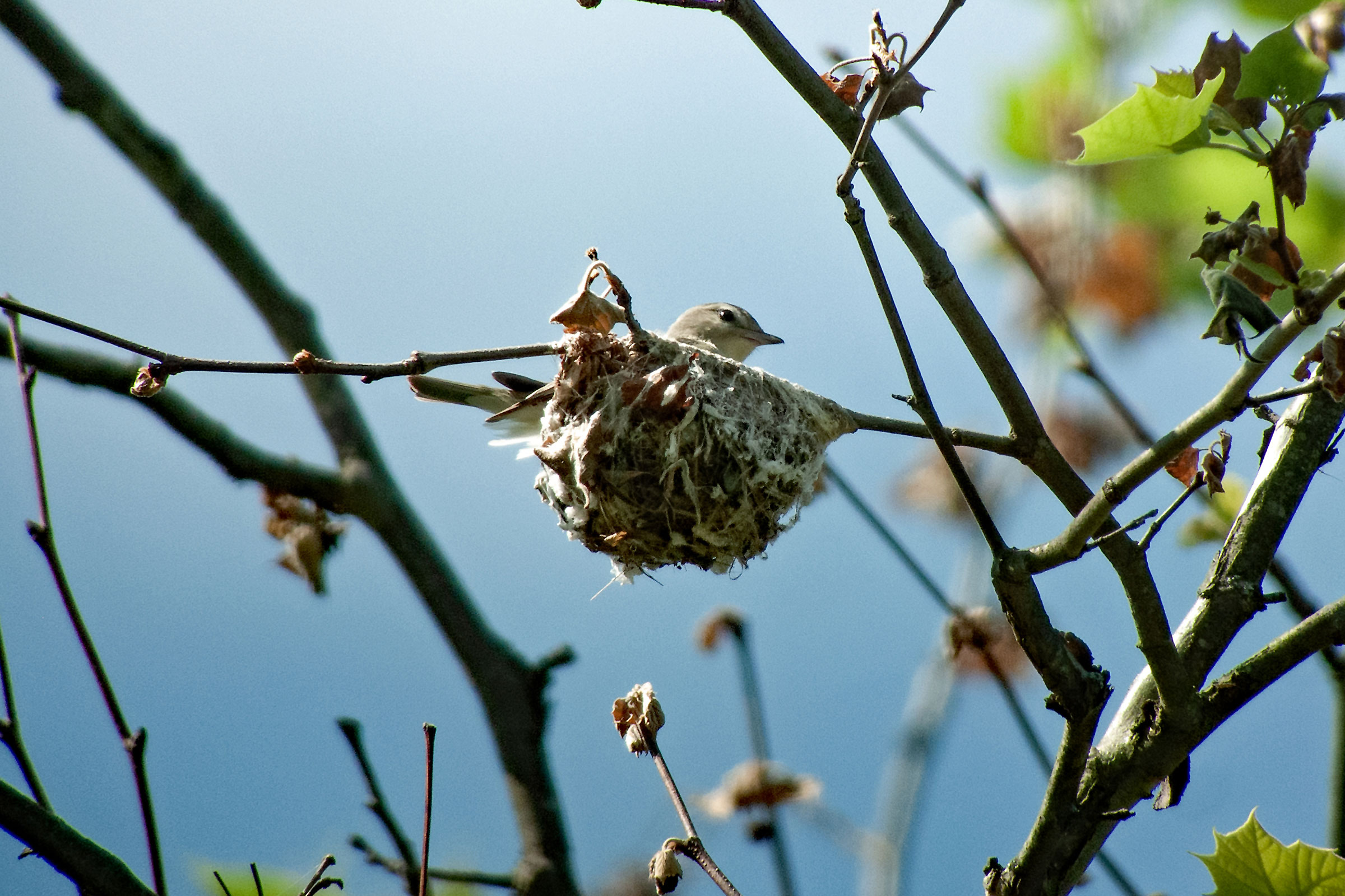 Warbling Vireo - Adult on nest, photo by Donald Casavecchia