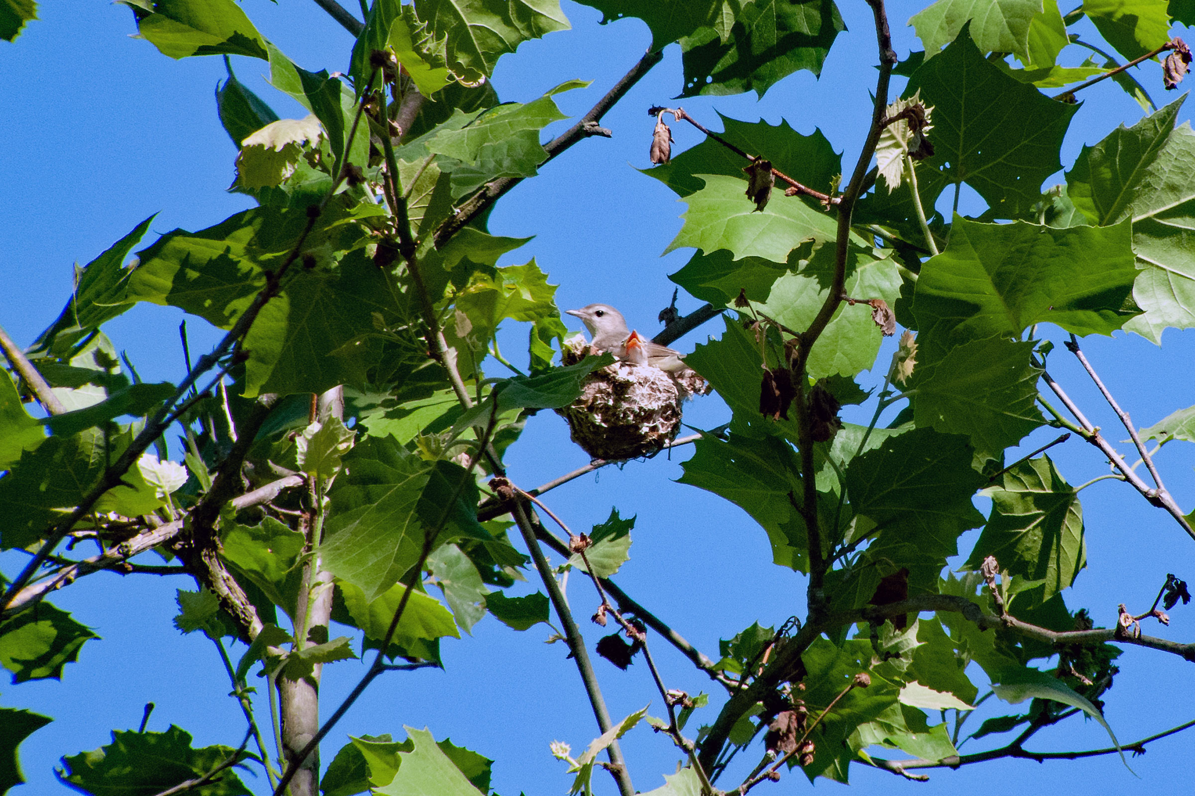 Warbling Vireo - Adult on nest with young, photo by Donald Casavecchia