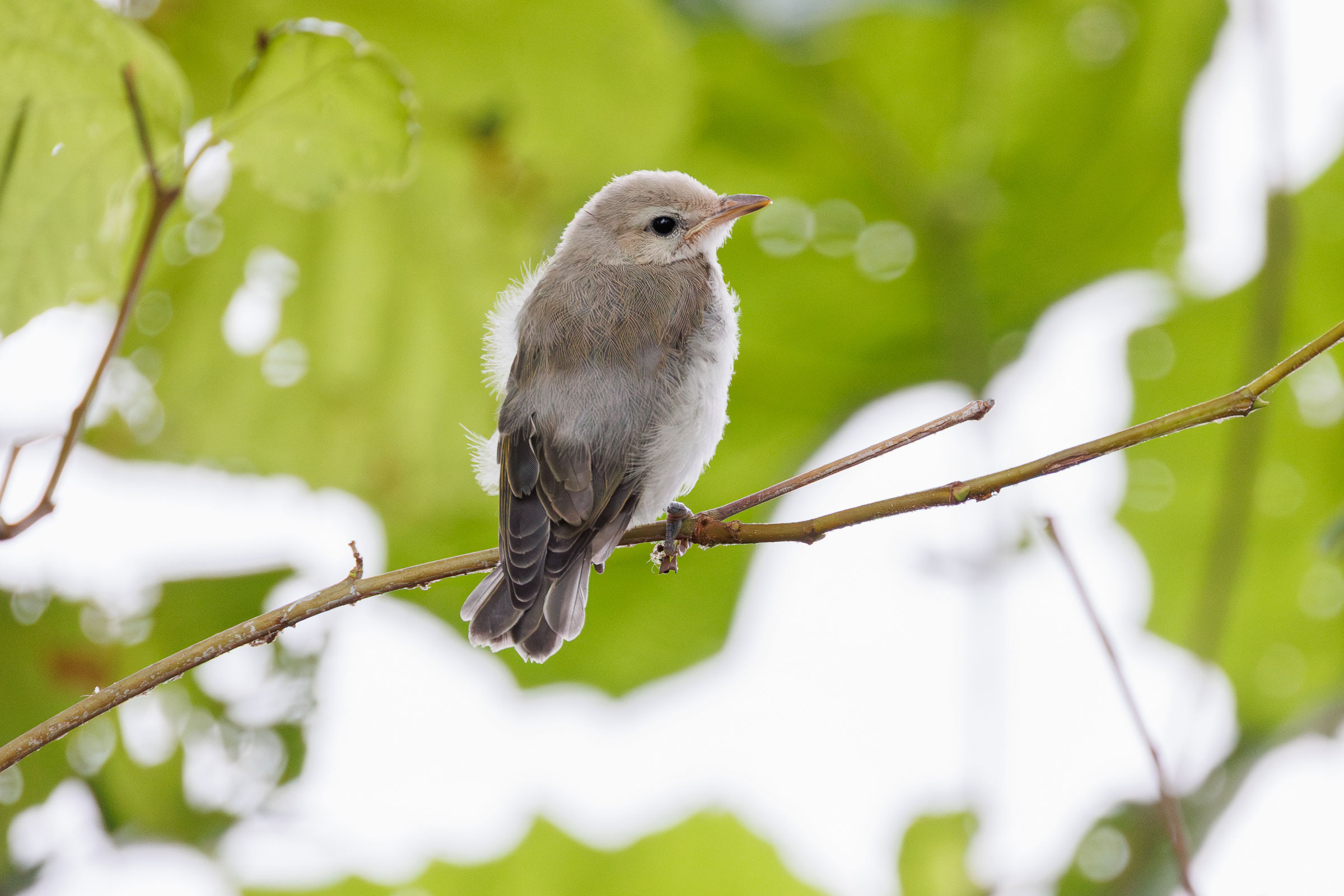 Warbling Vireo - Juvenile, photo by LeenaMcCluneyPhoto.com