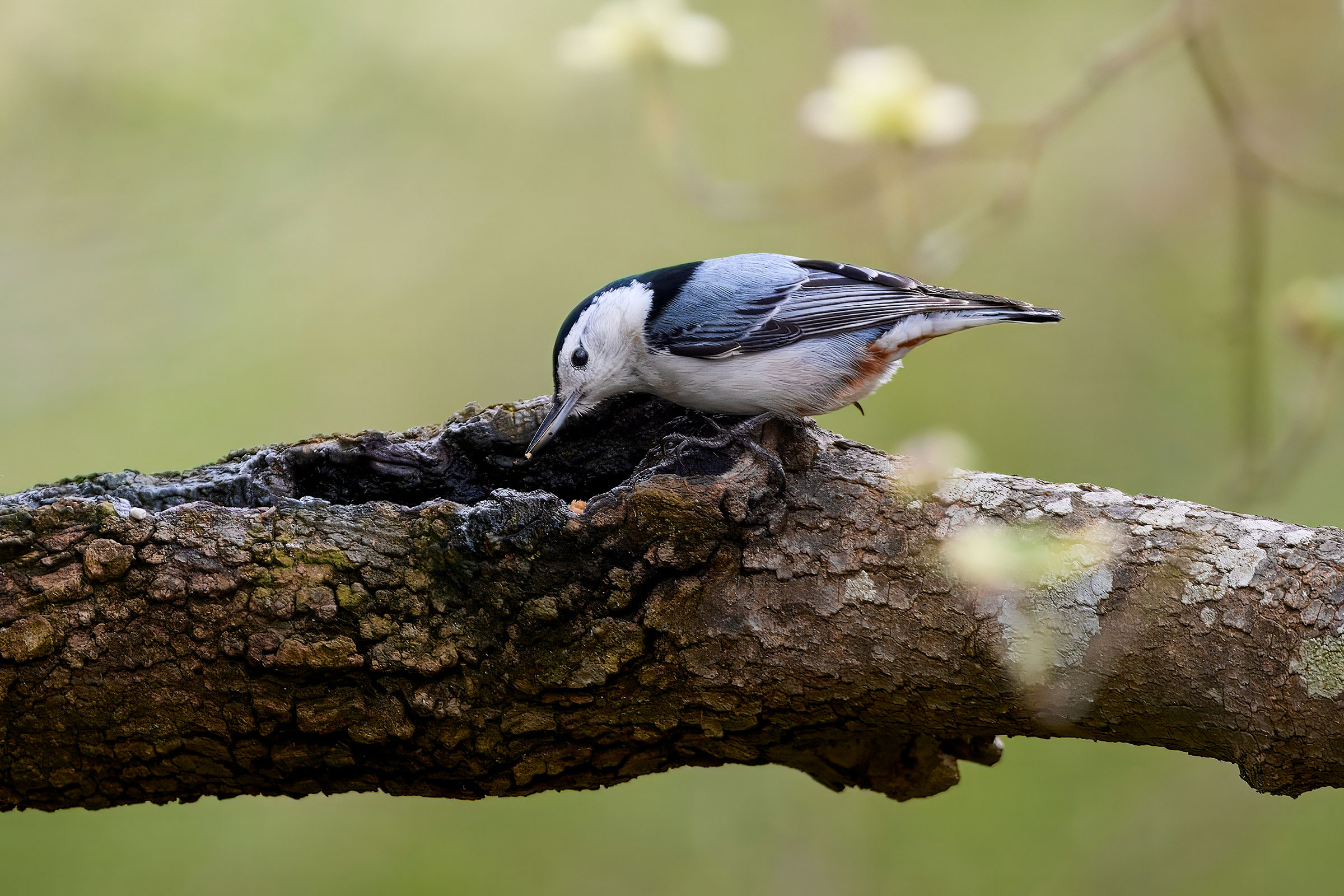White-breasted Nuthatch - Adult male, photo by Corby Amos