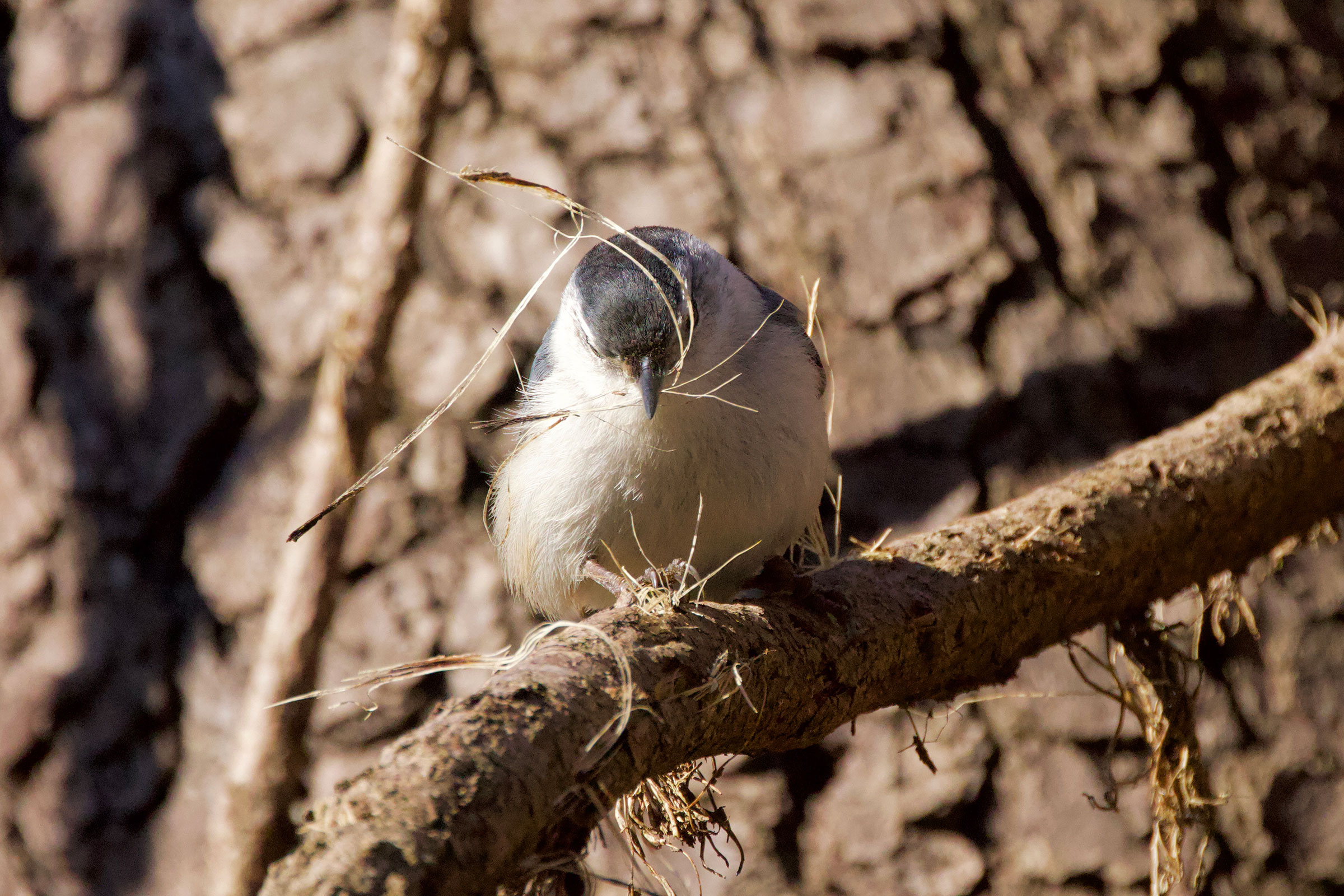 White-breasted Nuthatch - Female with nesting material, photo by Anne Bielamowicz 