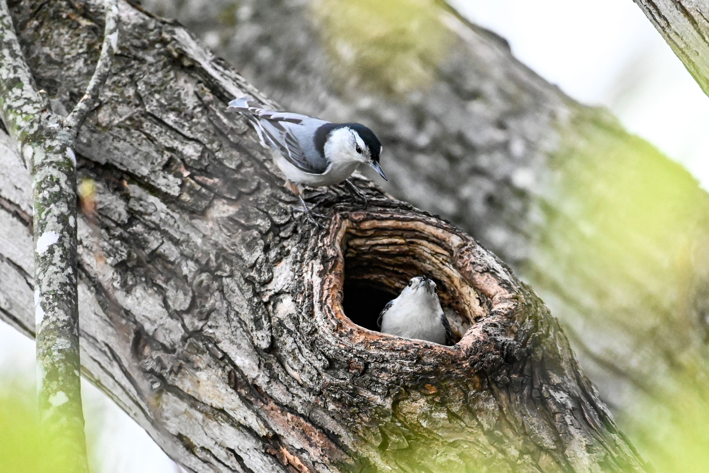 White-breasted Nuthatch - Pair at nest hole, photo by David L. Govoni