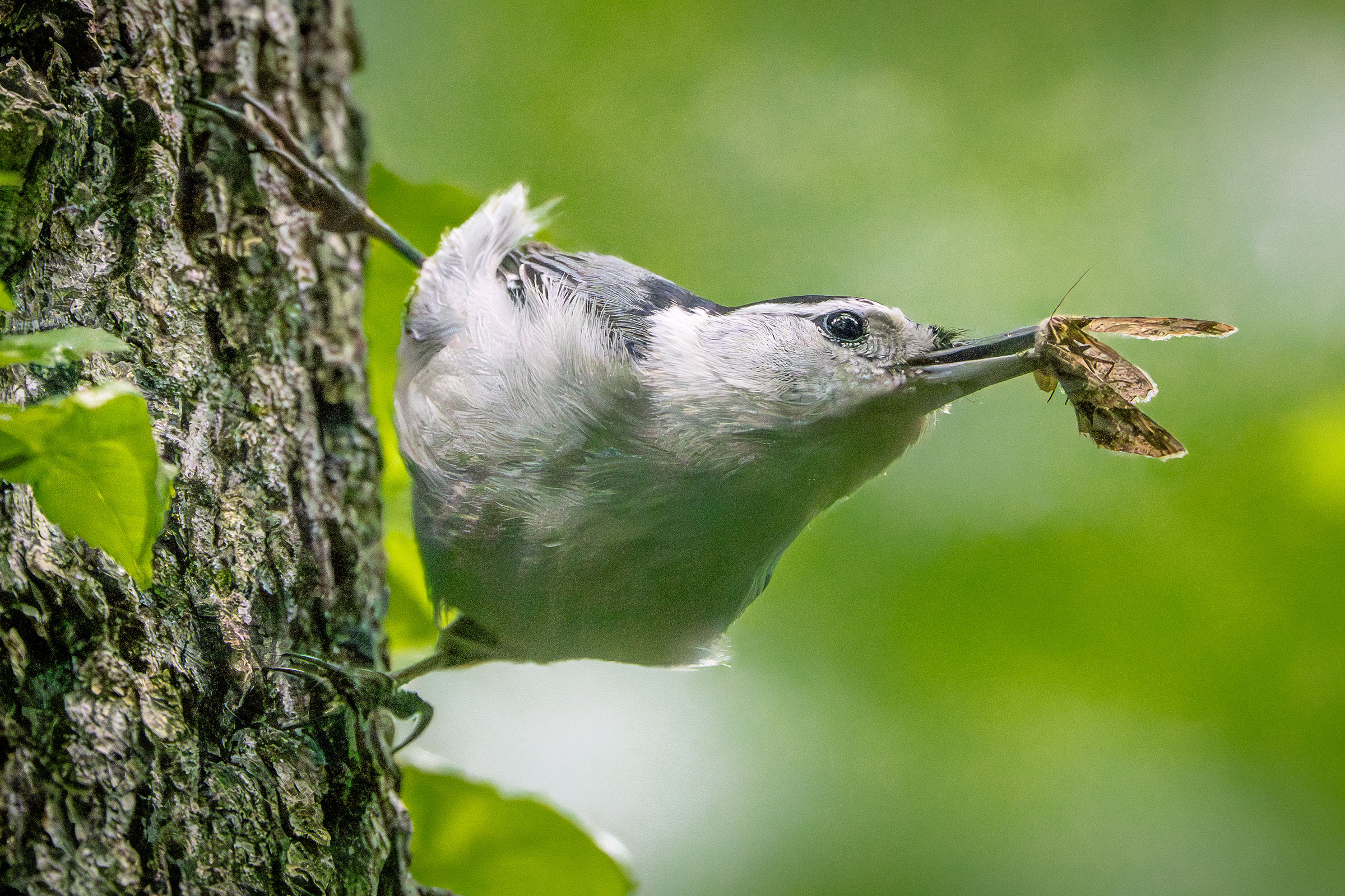 White-breasted Nuthatch - Carrying food, photo by Matthew Herron