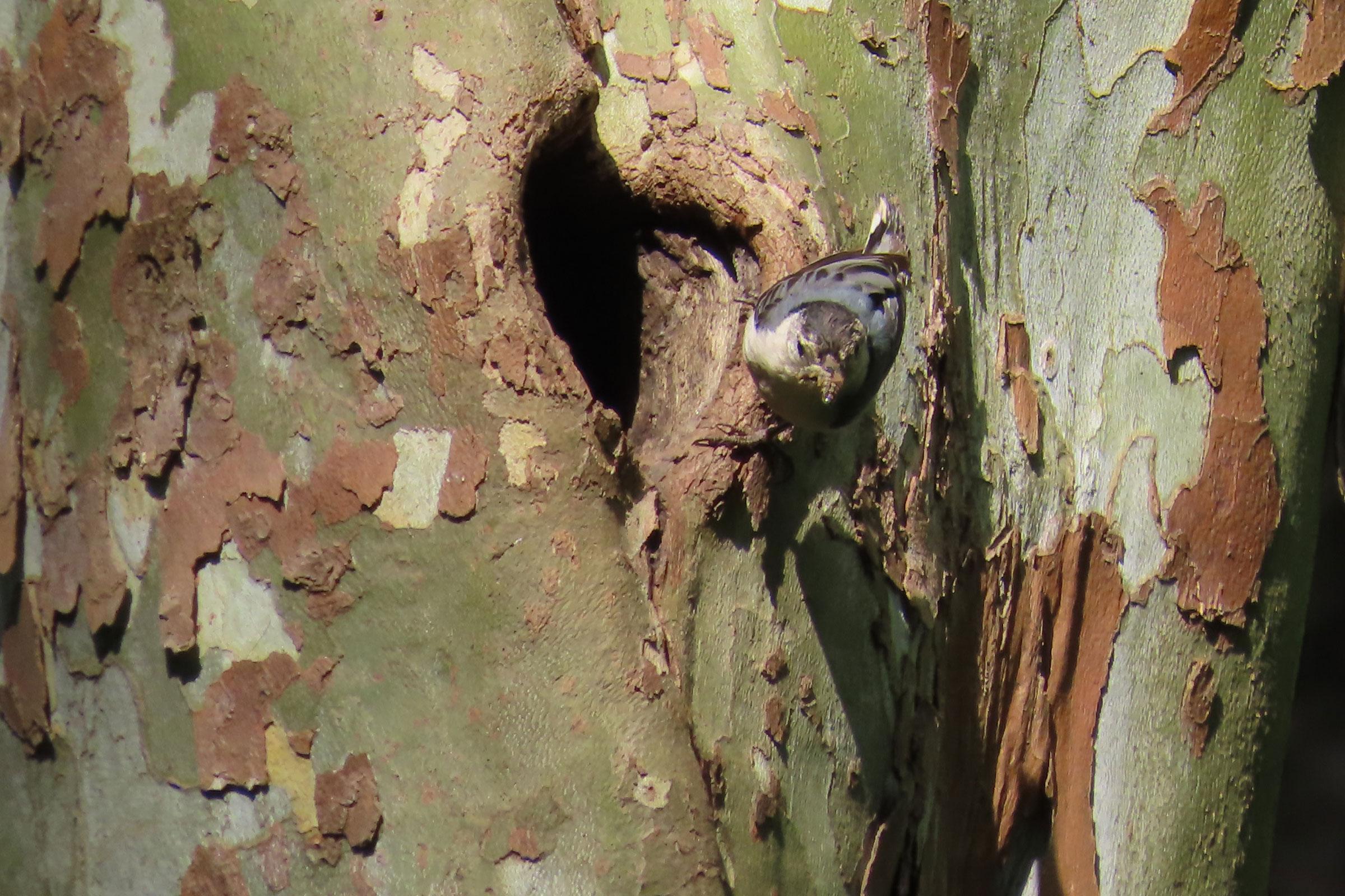 White-breasted Nuthatch - With food at nest hole, photo by Susan Baldauf Wright