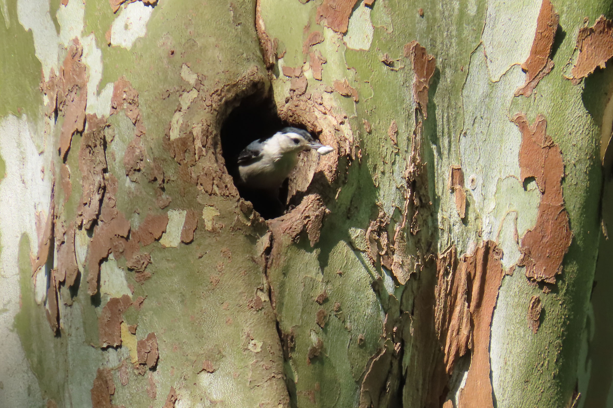 White-breasted Nuthatch - Removing fecal sac, photo by Susan Baldauf Wright