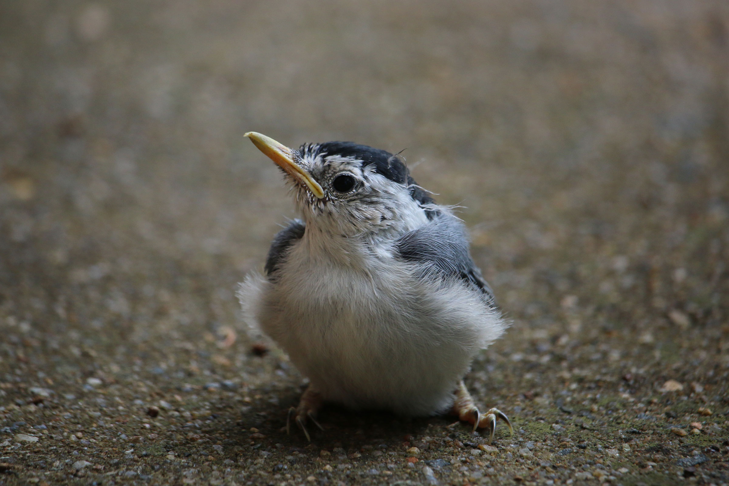 White-breasted Nuthatch - Juvenile, photo by L.B. Lyles