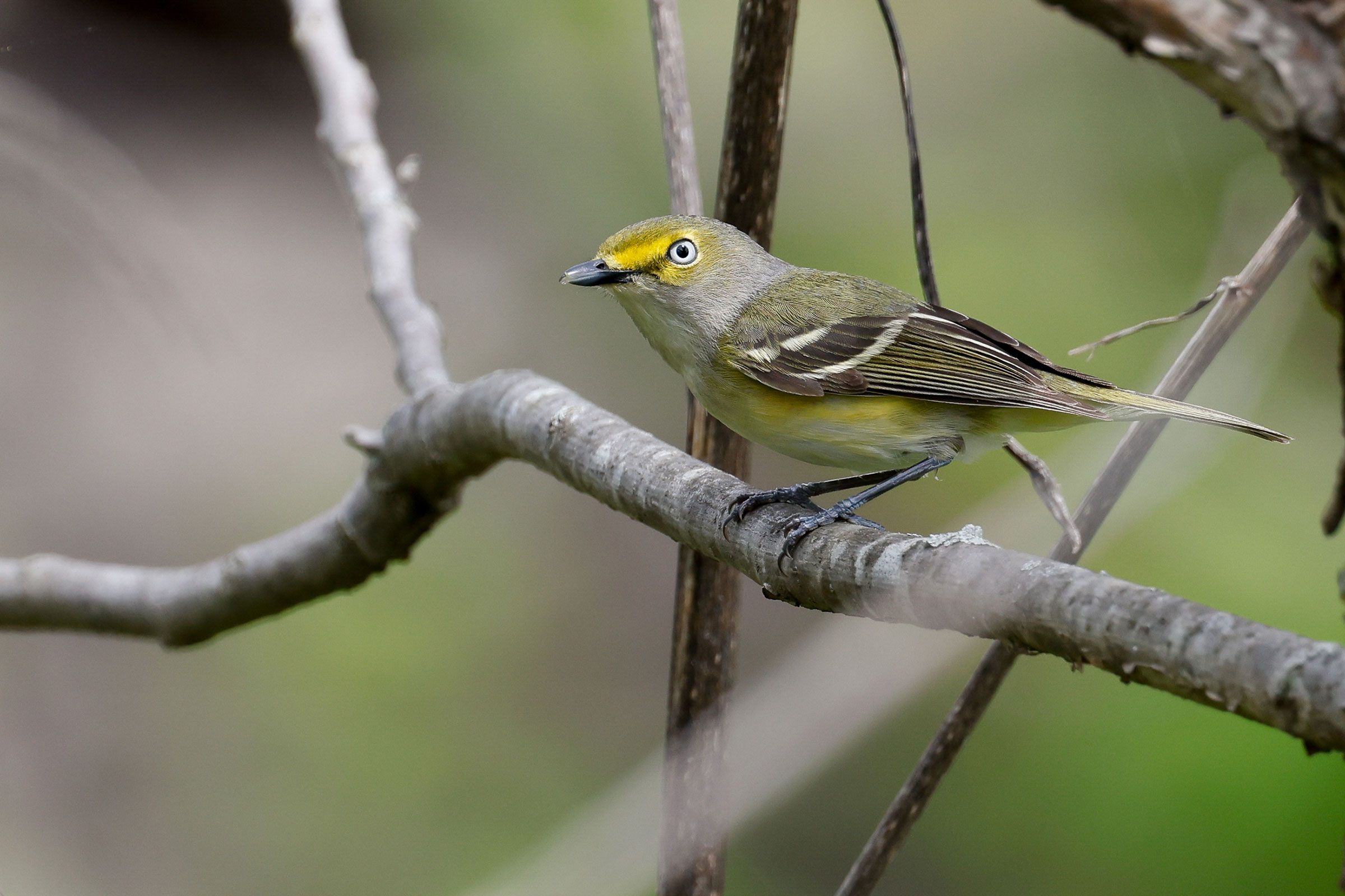 White-eyed Vireo - Adult, photo by Baxter Beamer
