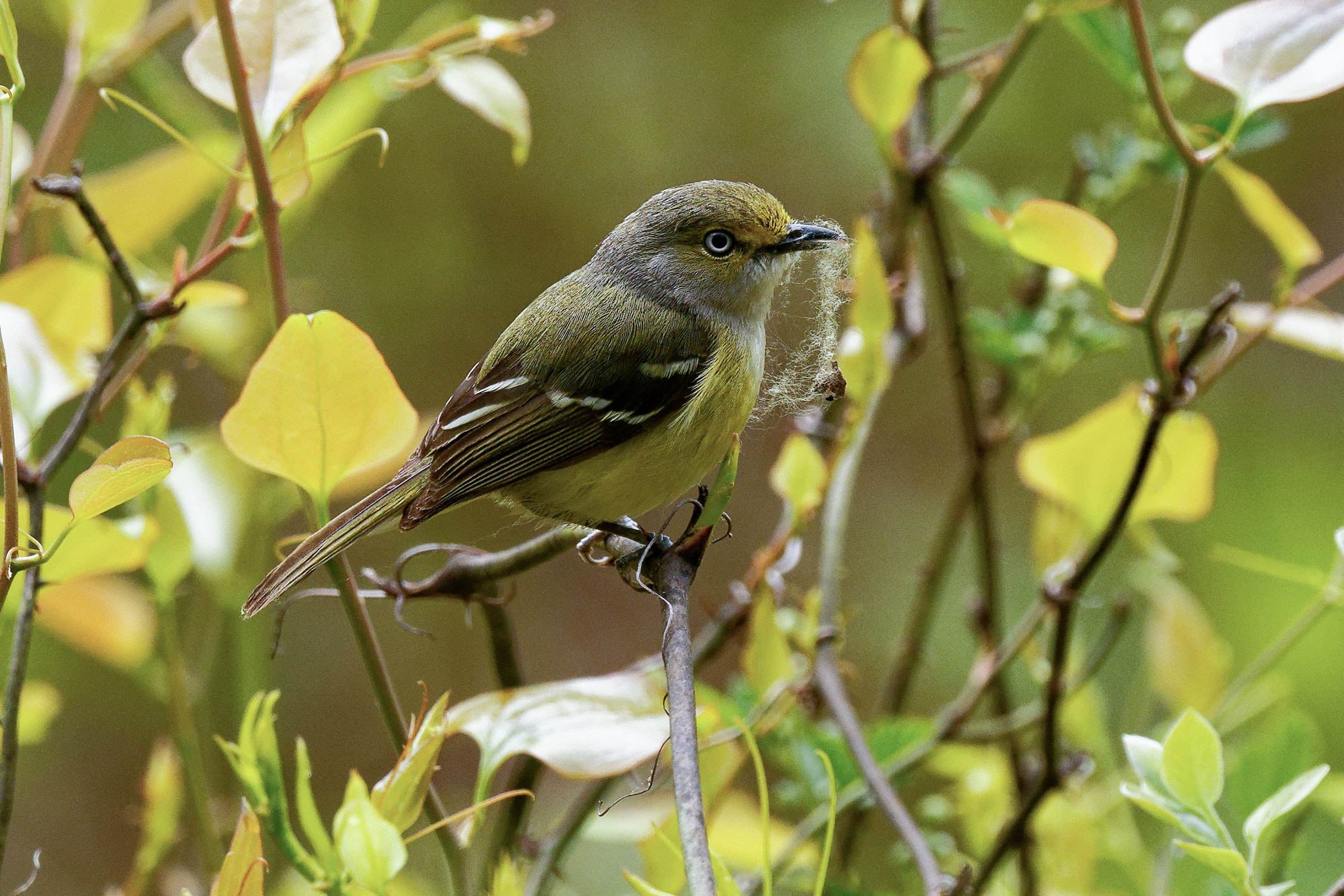 White-eyed Vireo - With nesting material, photo by Clyde Wilson