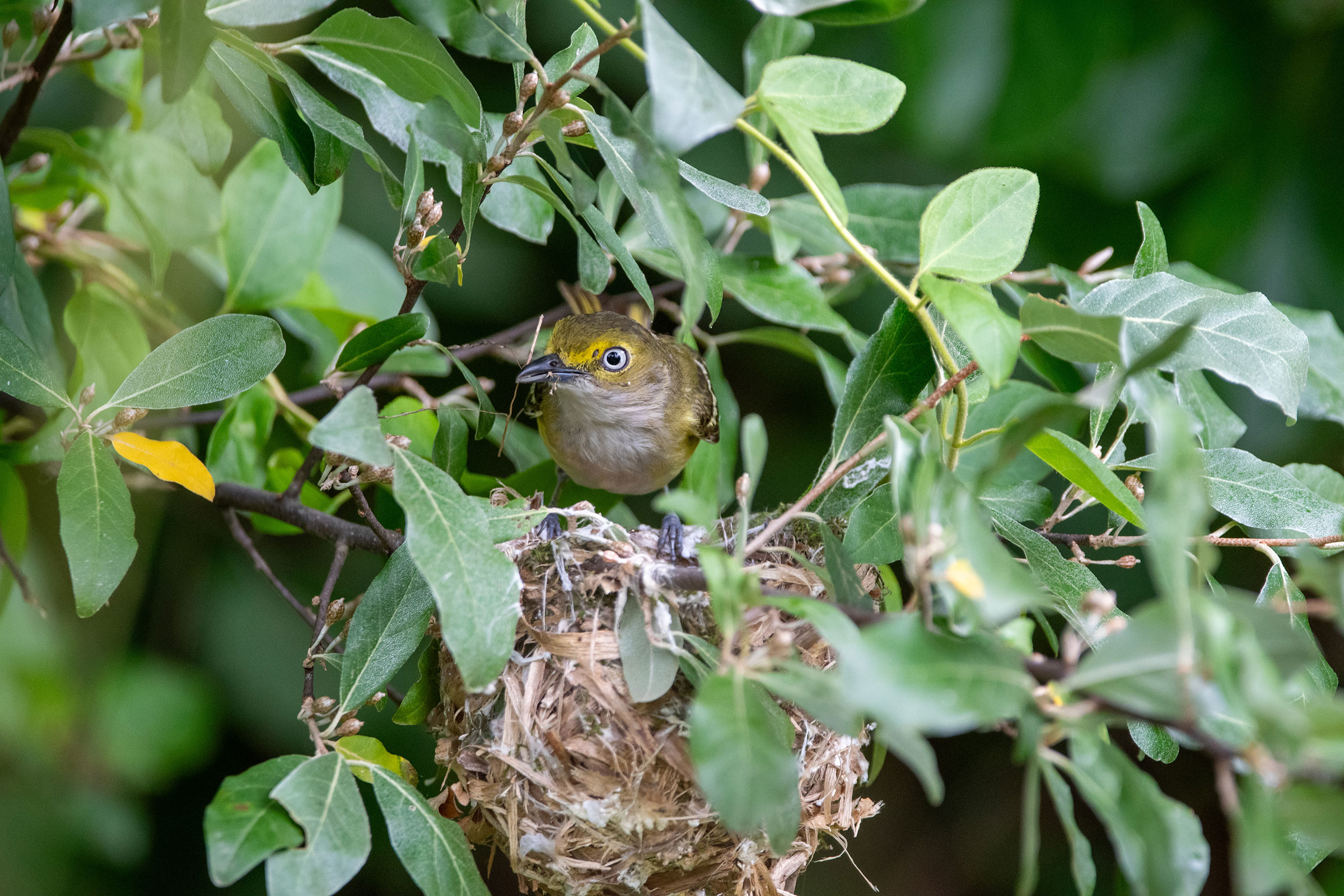 White-eyed Vireo - Adult at nest, photo by Candice Lowther
