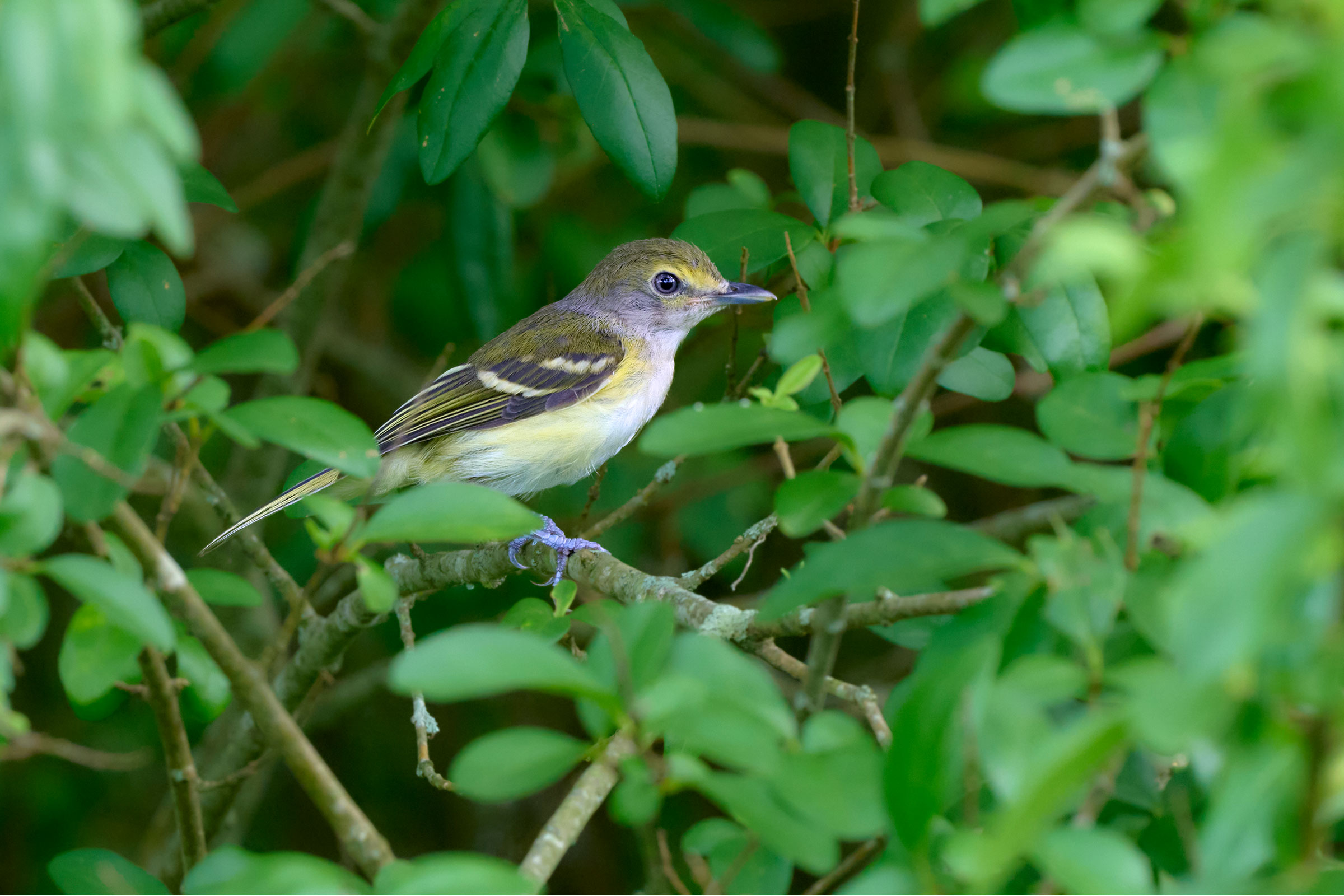 White-eyed Vireo - Immature, photo by Corby Amos