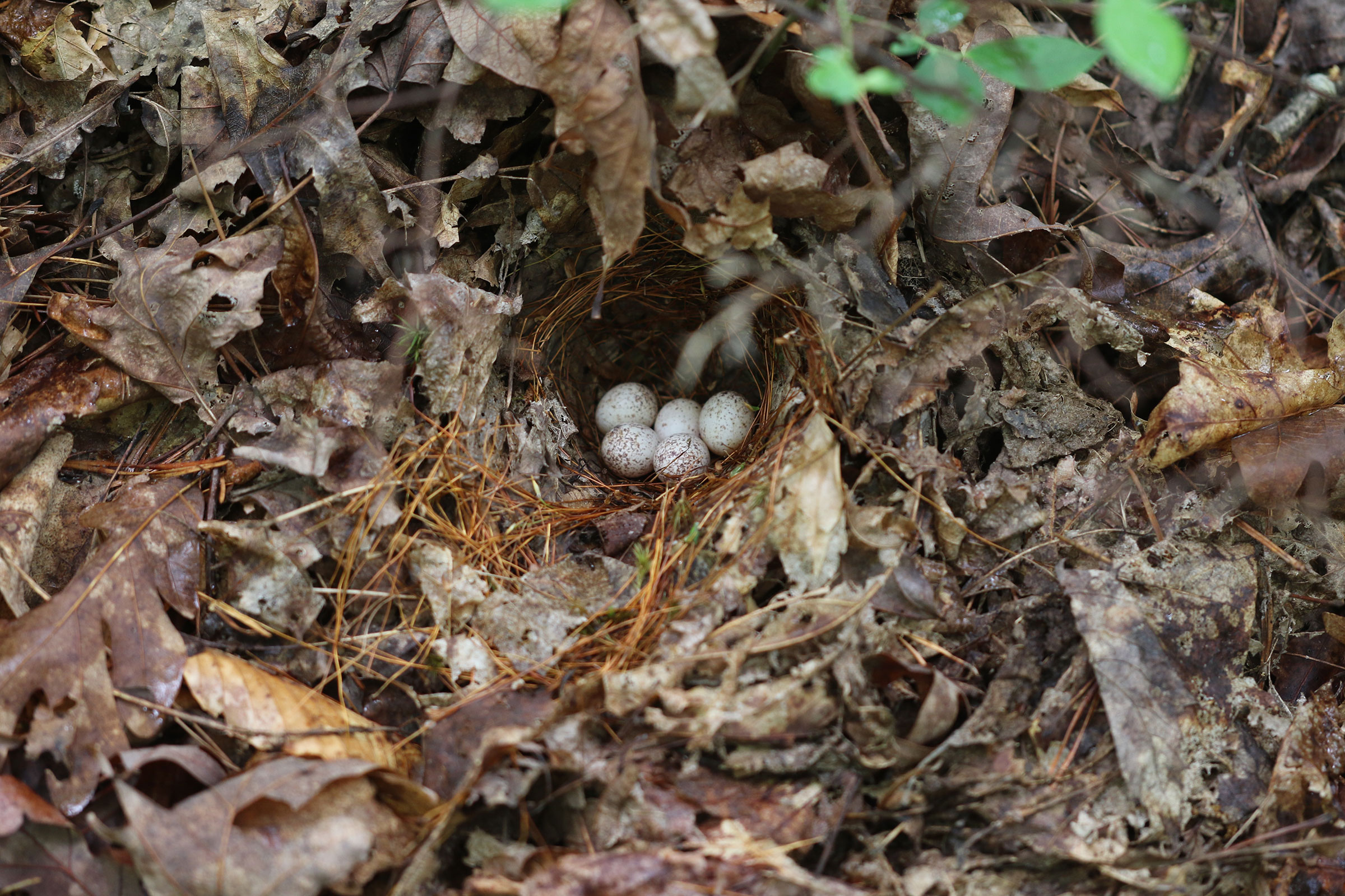 Worm-eating Warbler - Nest with eggs, photo by Ezra Staengl 