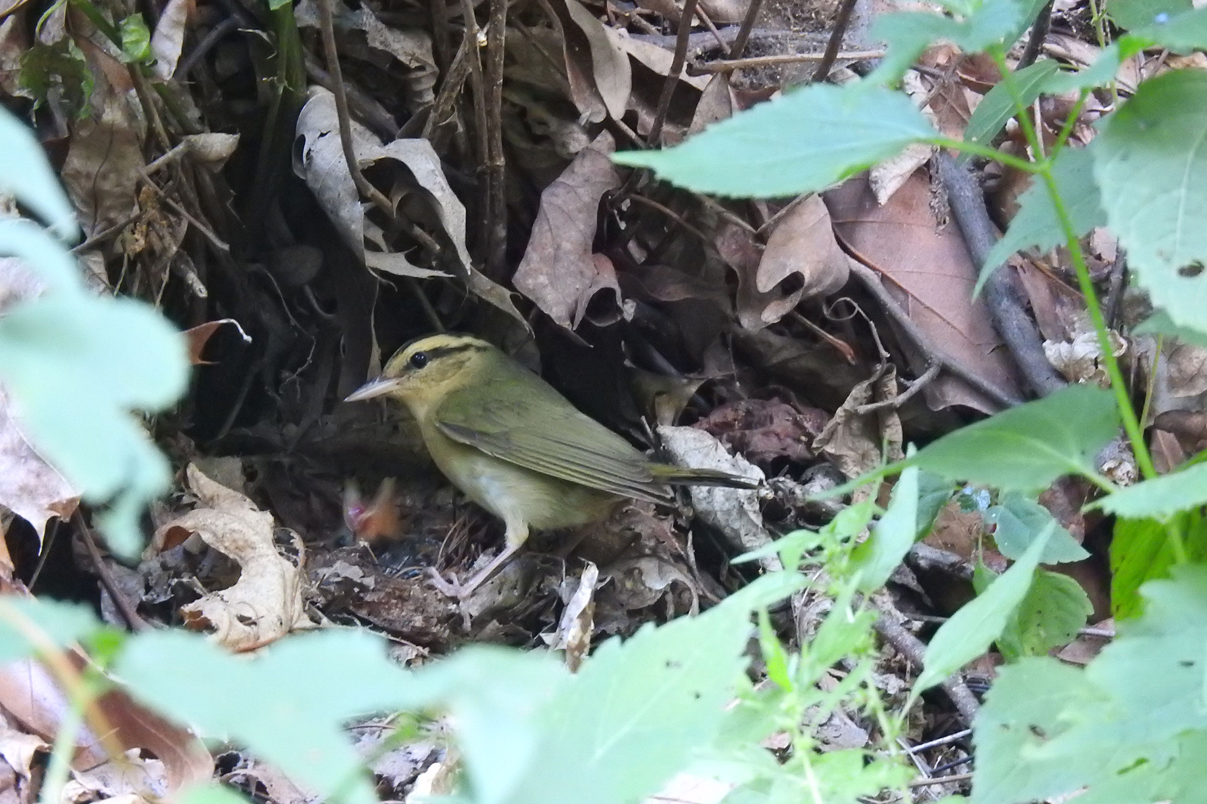 Worm-eating Warbler - Adult at nest with young, photo by Andrew Durso