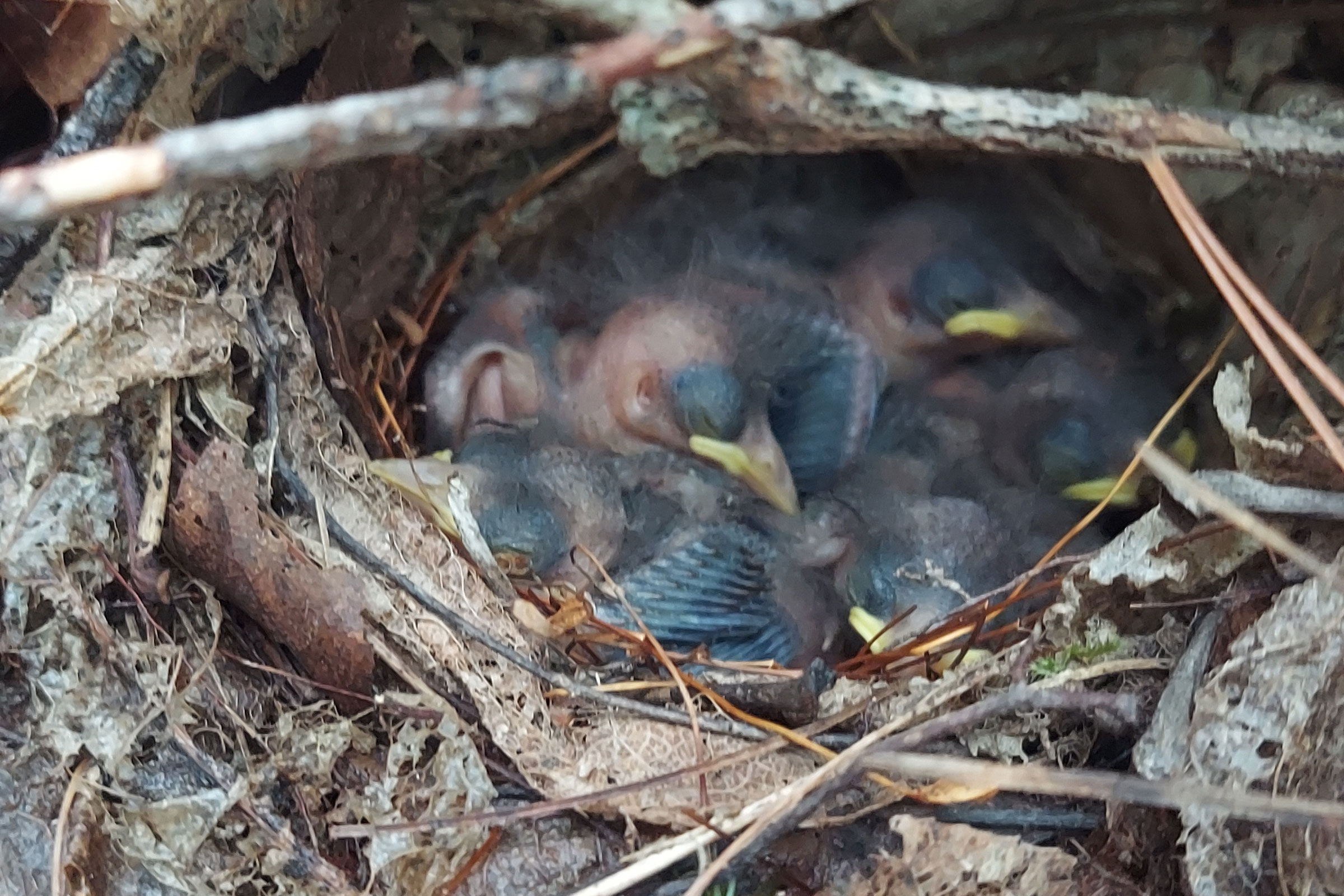 Worm-eating Warbler - Nest with young, photo by Kirk Gardner
