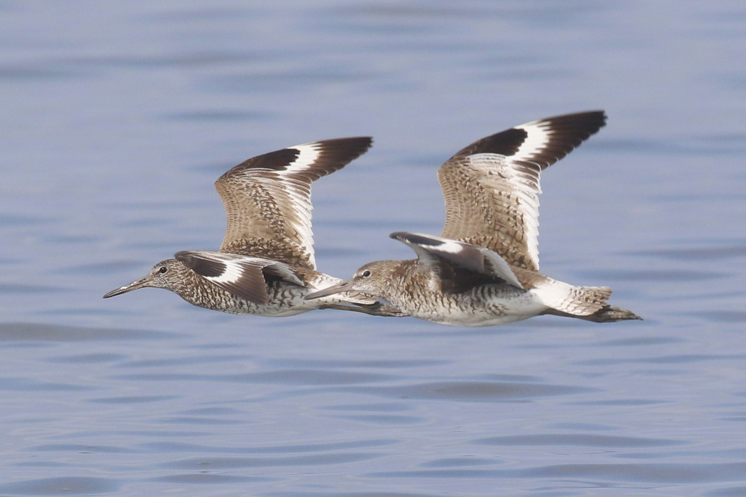Willet - Adults flying, photo by Mario Balitbit