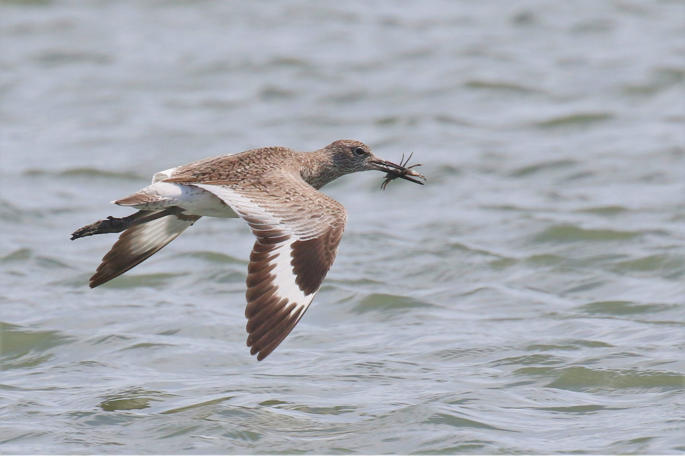 Willet - Flying with food, photo by Mario Balitbit