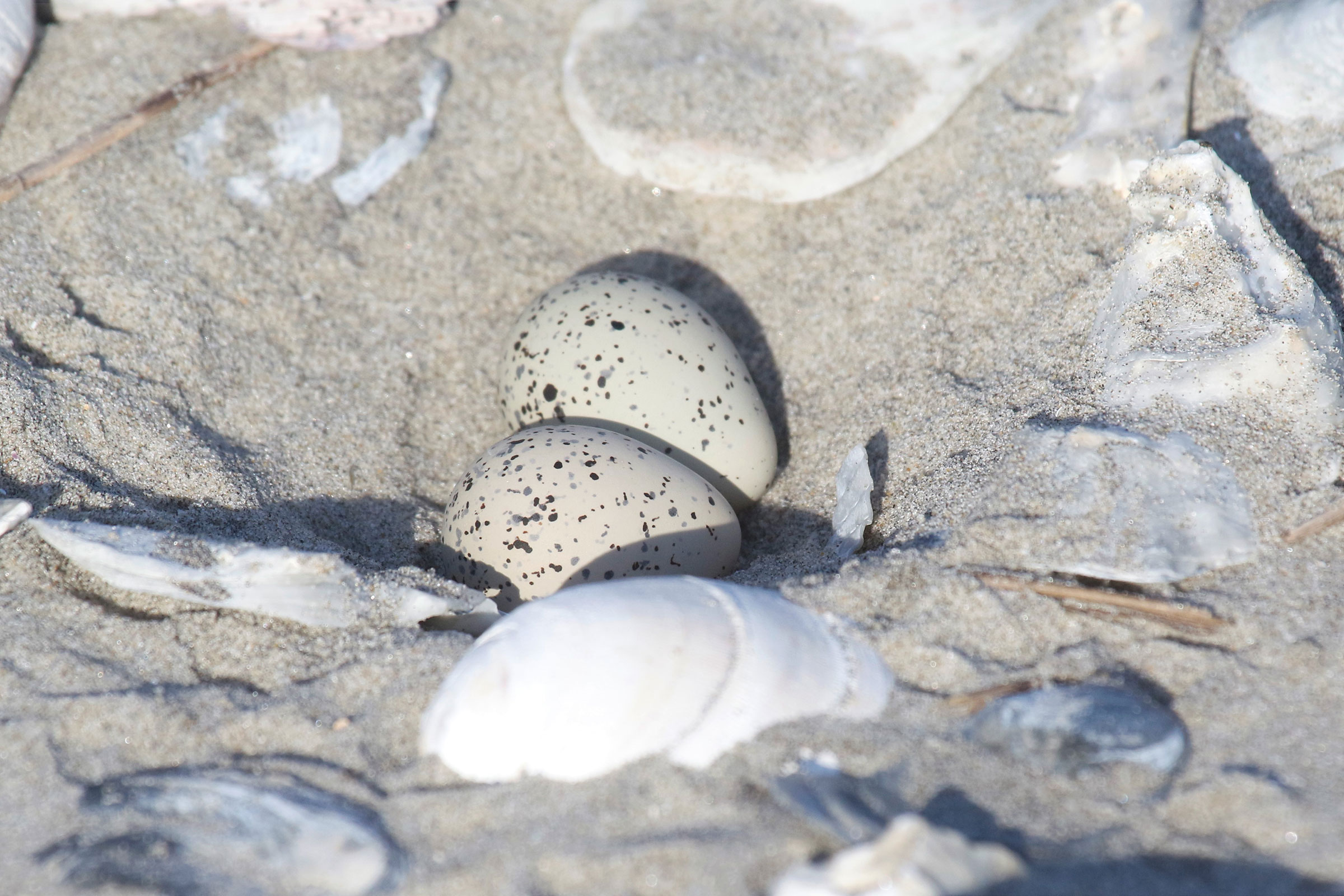 Willet - Nest with eggs, photo by Mario Balitbit