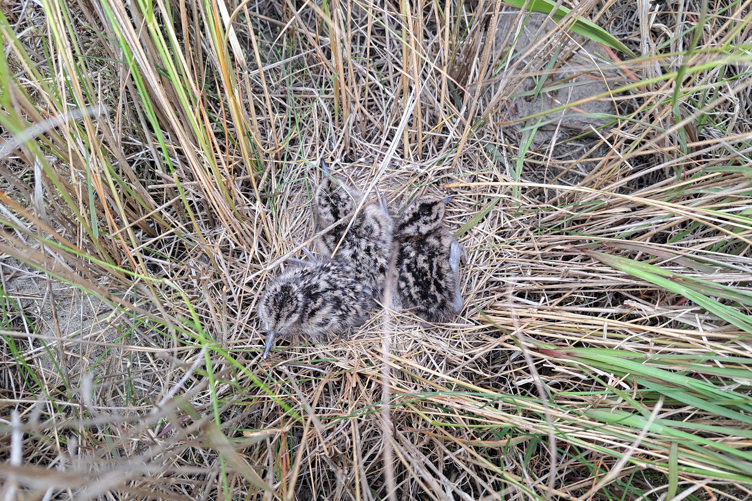 Willet - Nest with young, photo by Mario Balitbit