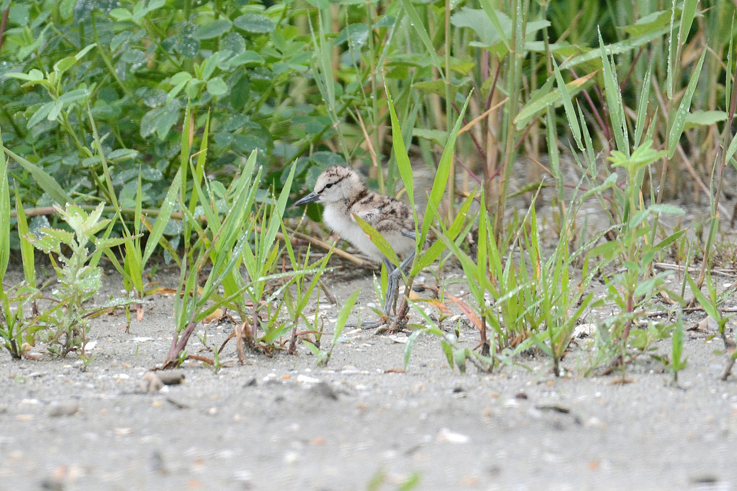 Willet - Chick, photo by Bill Williams