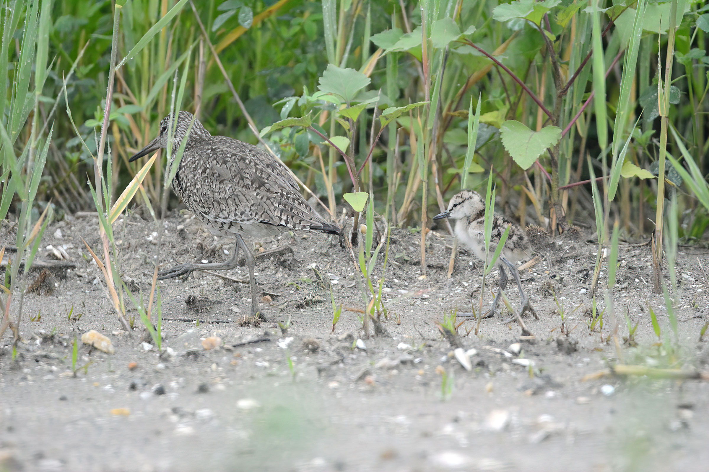 Willet - Adult with chick, photo by Bill Williams