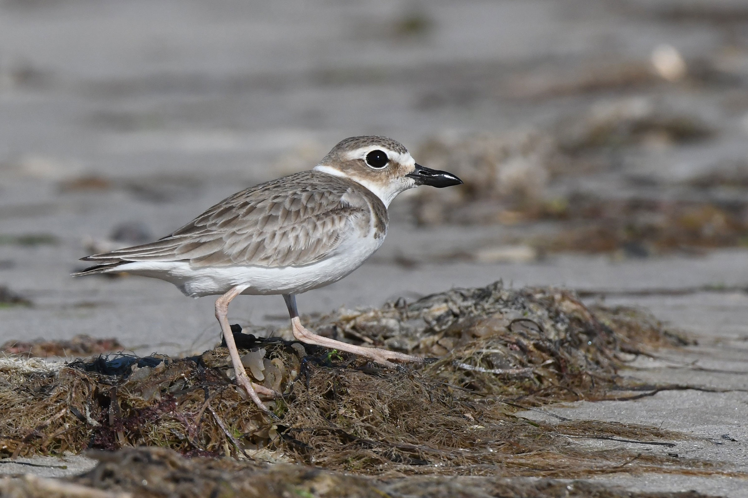 Wilson's Plover - Adult female, photo by Daniel Bailey