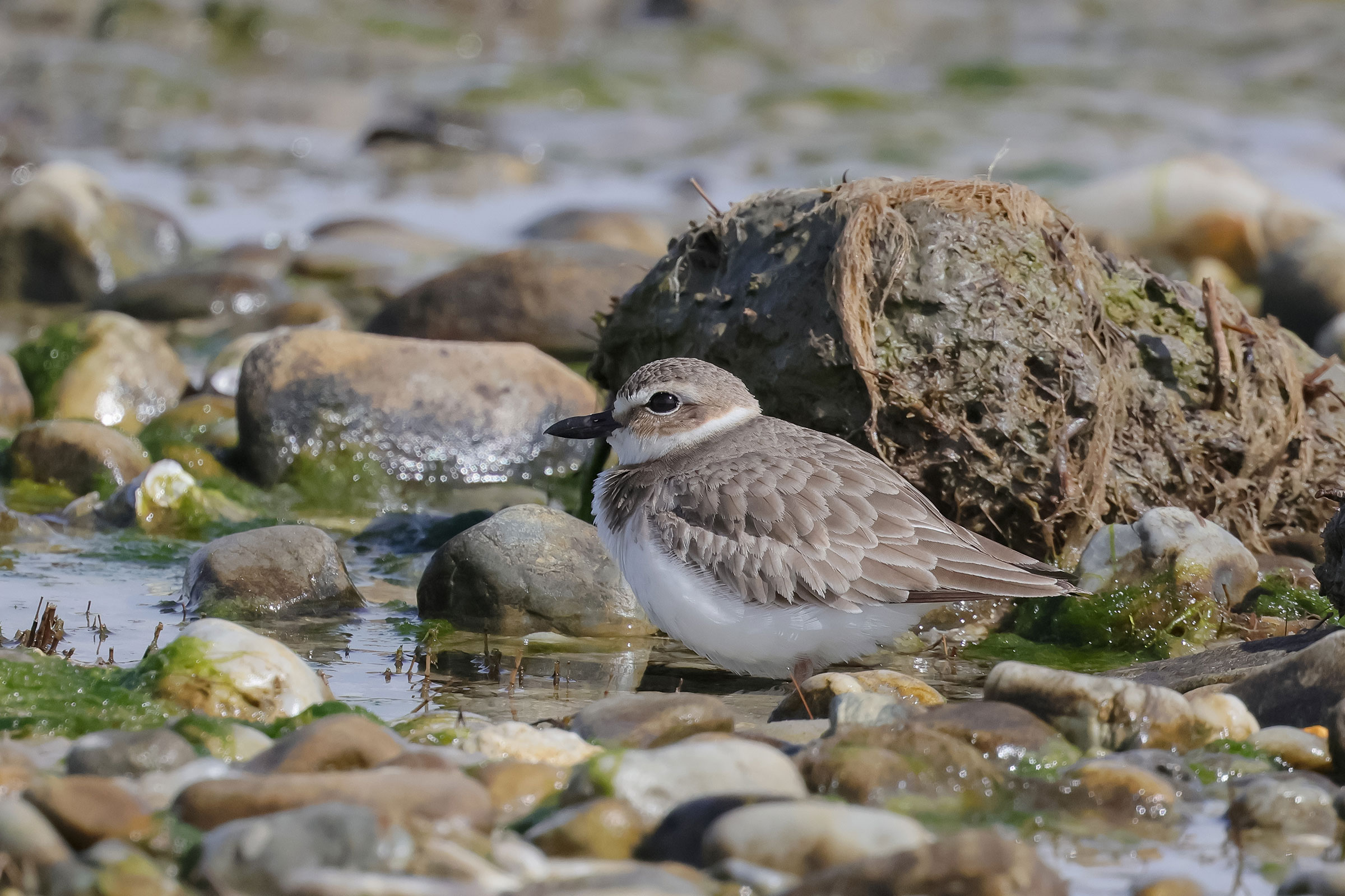 Wilson's Plover - Adult female, photo by Deborah Humphries