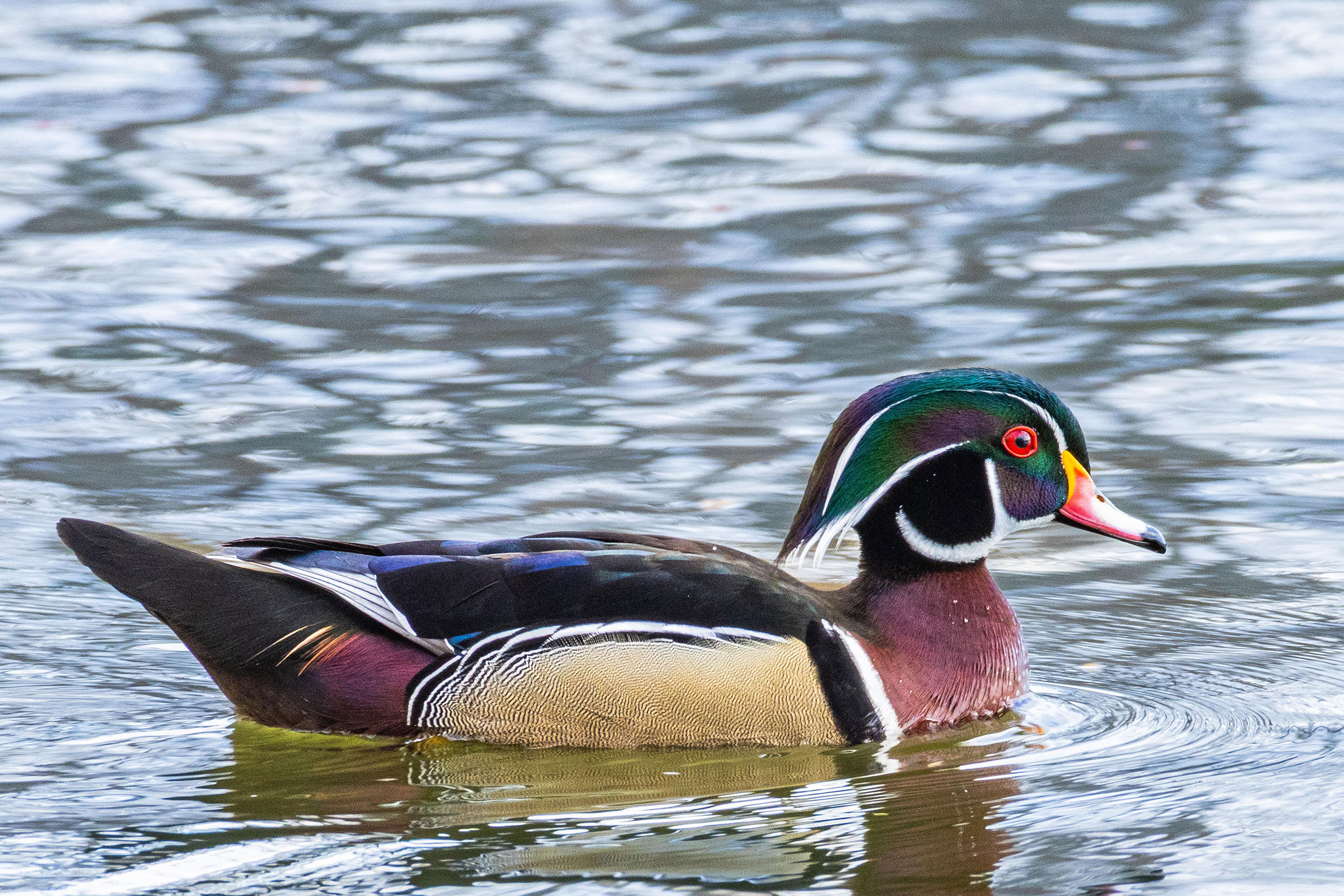 Wood Duck - Adult male, photo by Isabel Vander Stoep