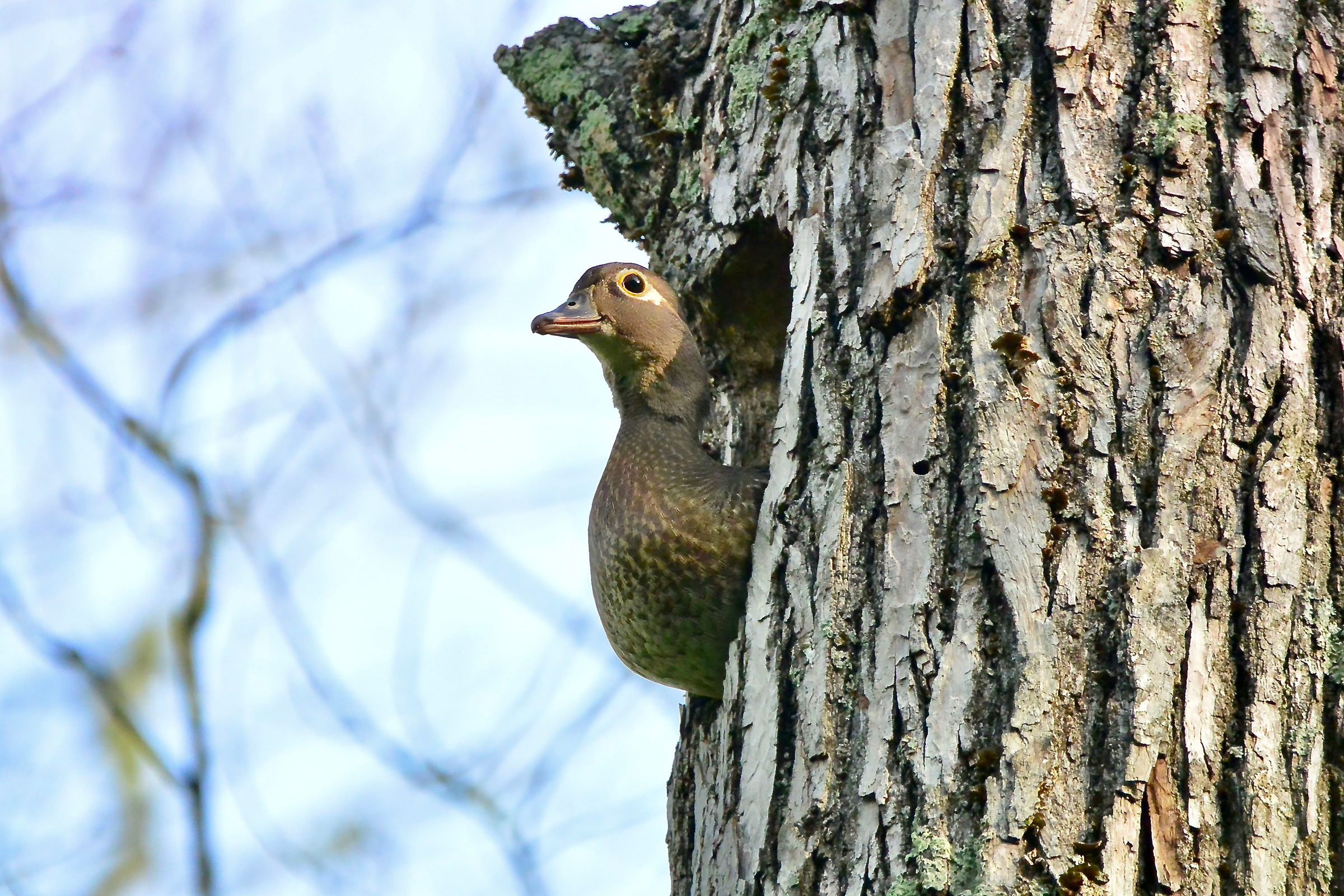 Wood Duck - Adult female at nest hole, photo by Seth Honig