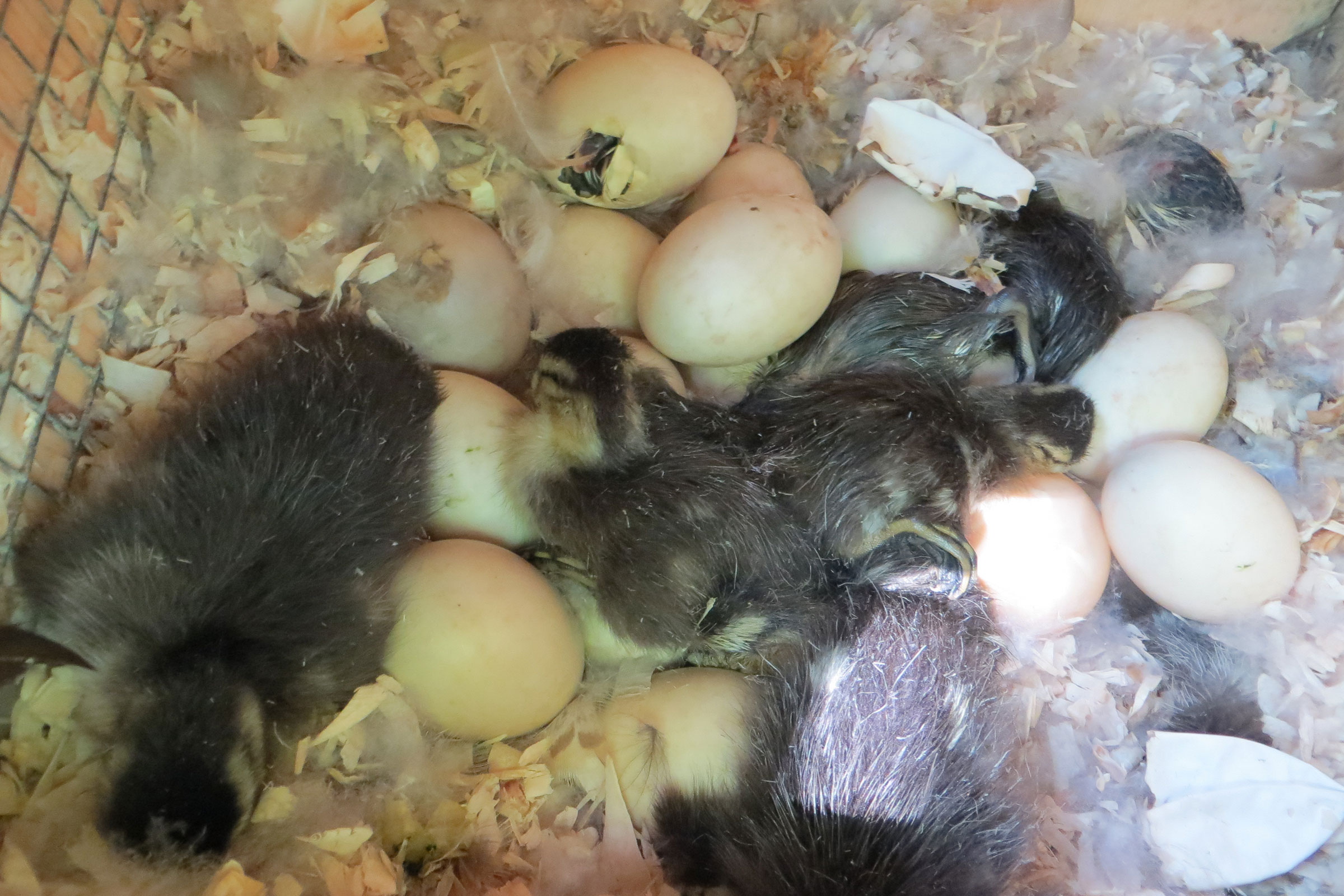 Wood Duck - Nest with eggs and young, photo by Dave Youker