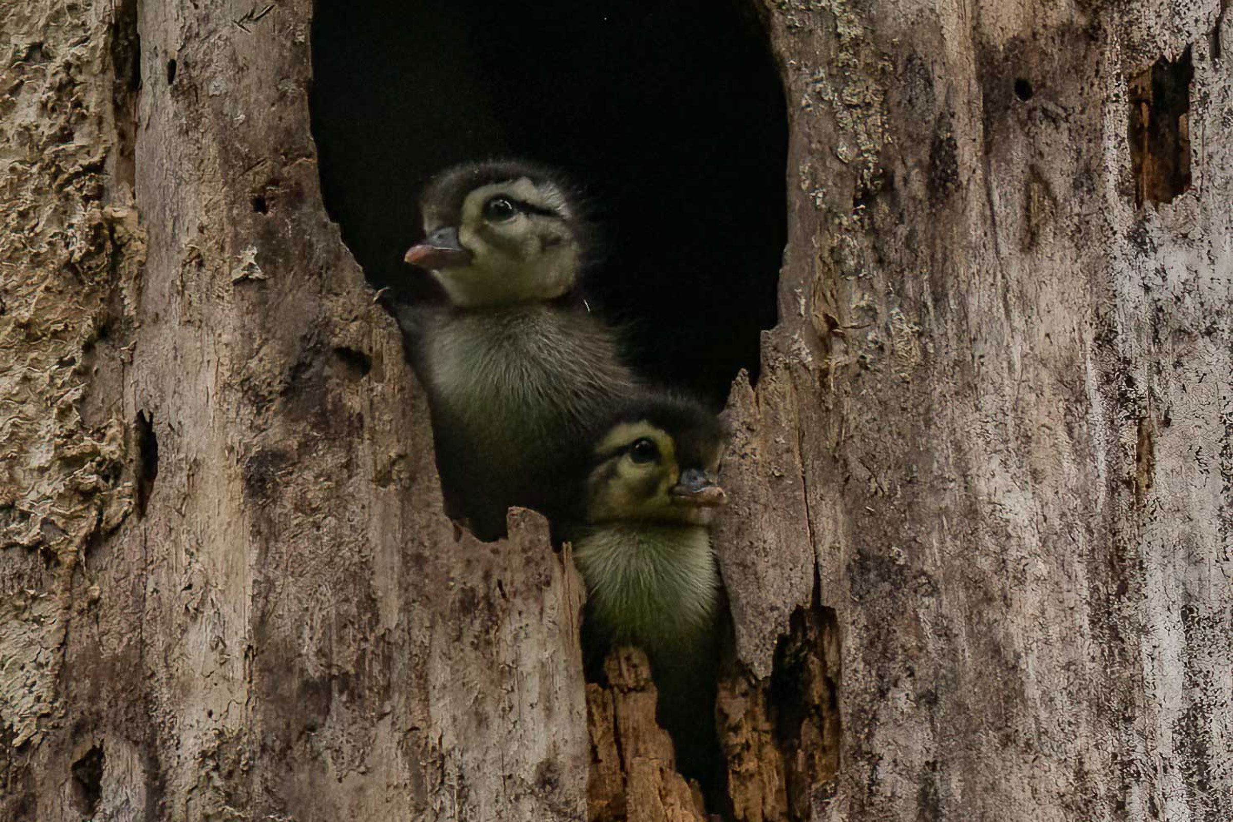 Wood Duck - Nestlings at nest hole, photo by John Bond