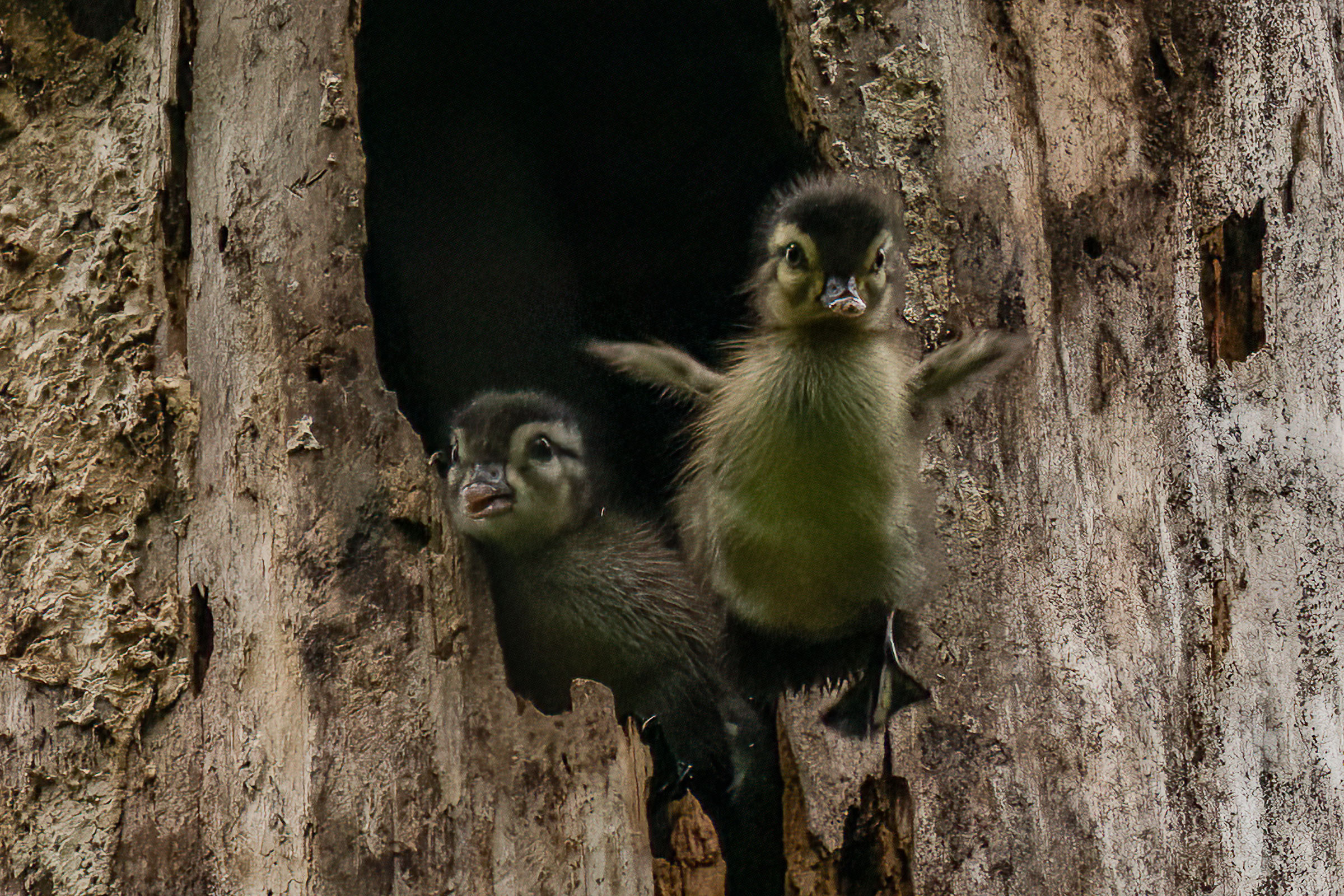 Wood Duck - Leaving the nest!, photo by John Bond