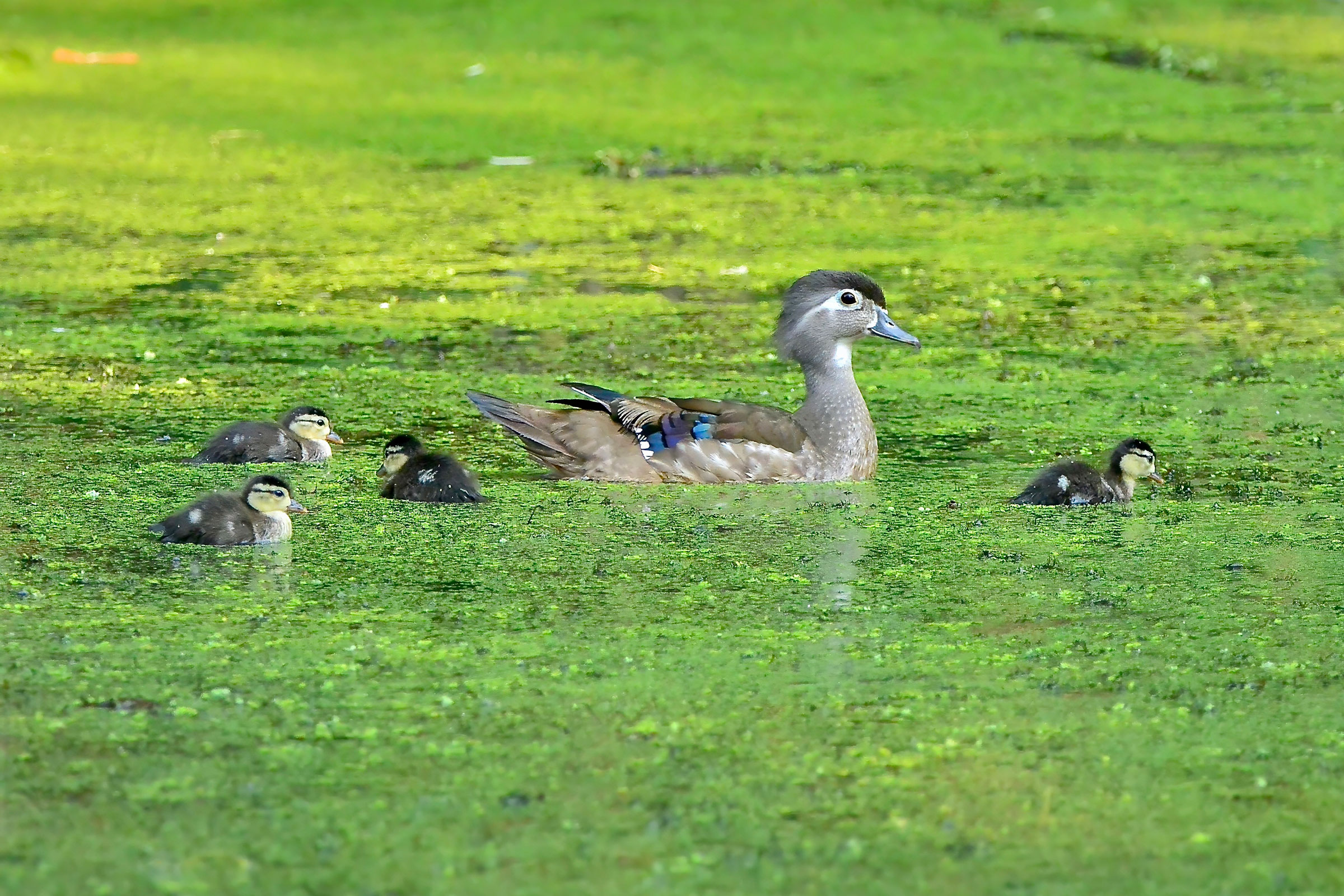 Wood Duck - Female with ducklings, photo by Seth Honig