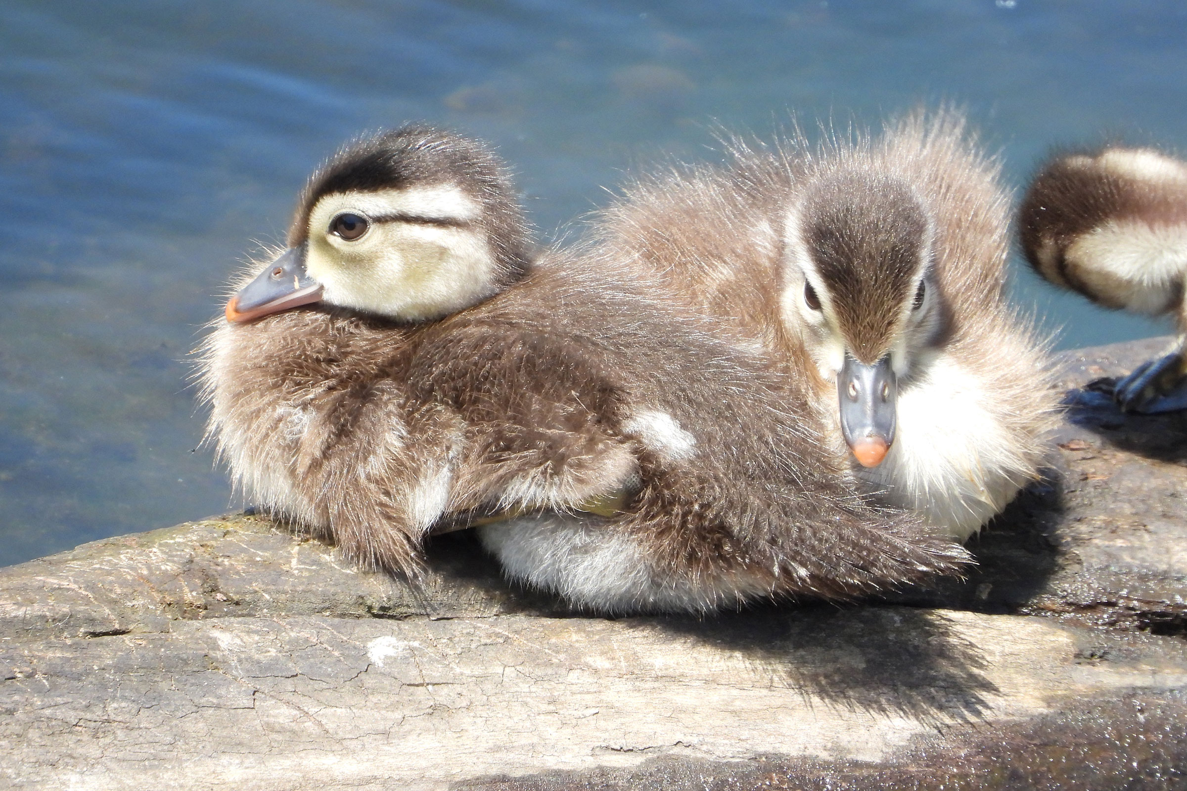 Wood Duck - Juveniles, photo by Mike Cianciosi 