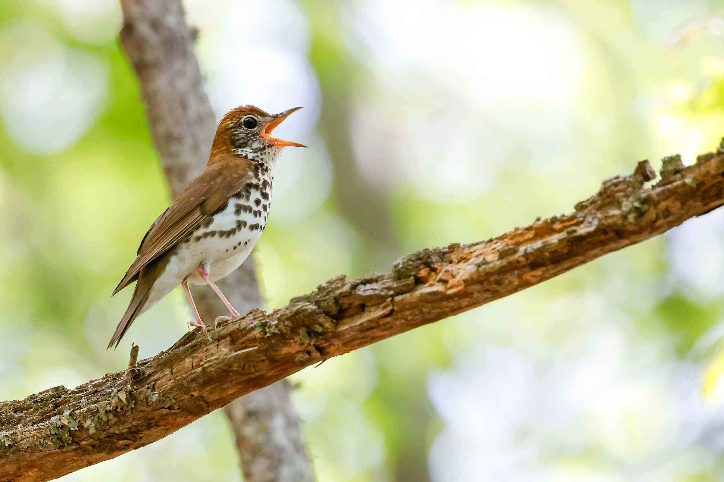 Wood Thrush - Adult singing, photo by Baxter Beamer