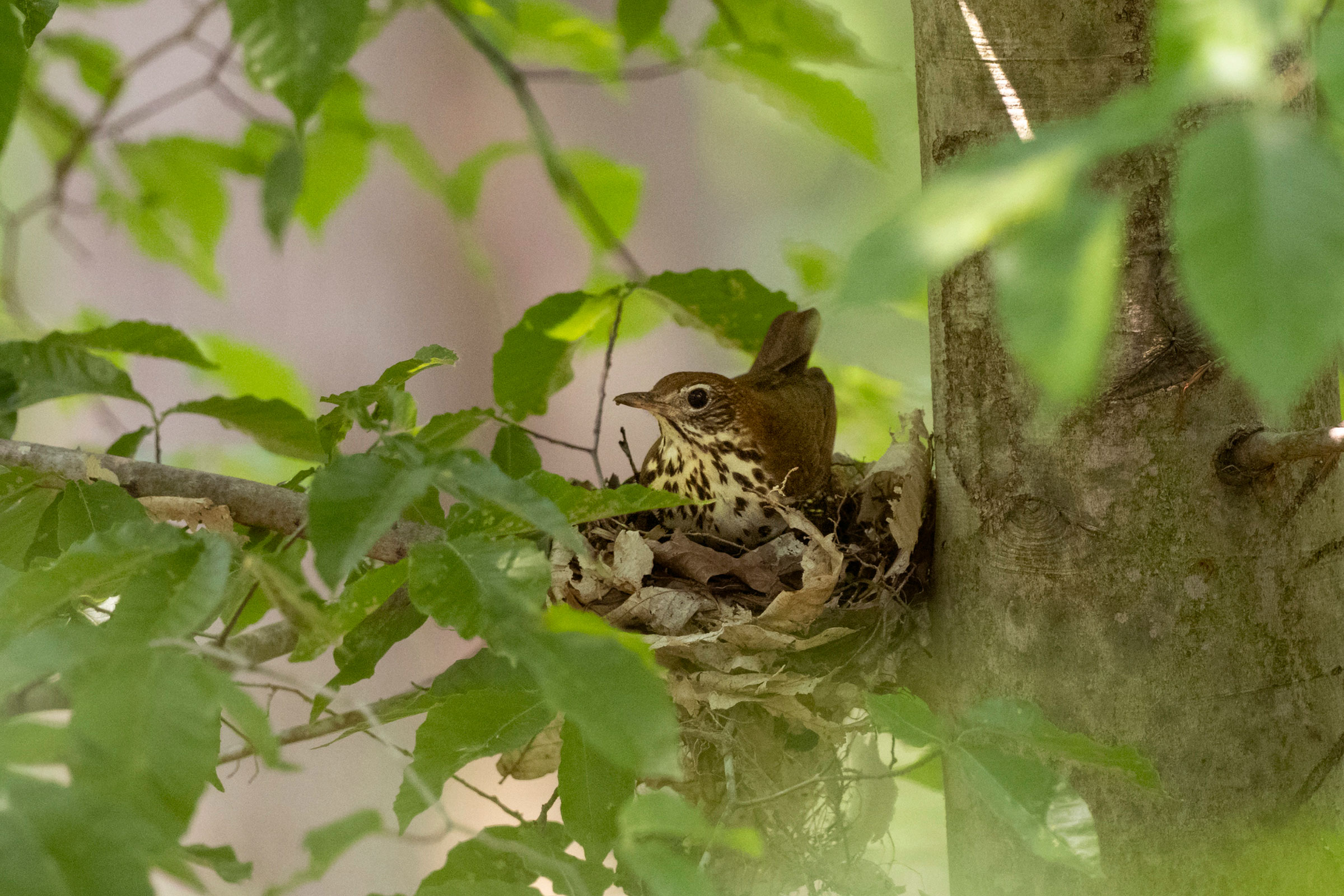 Wood Thrush - Adult on nest, photo by Thomas K. Haycraft