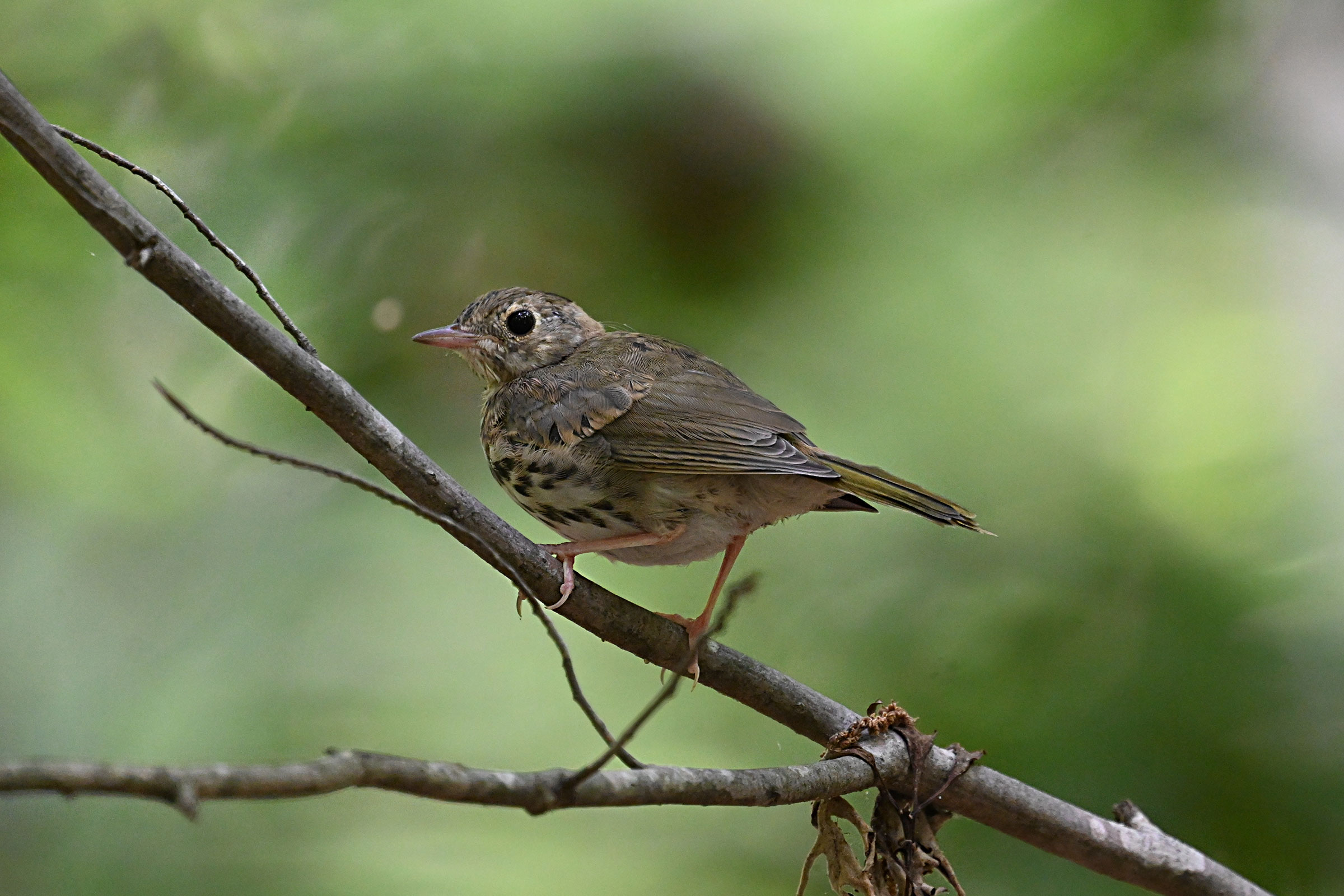 Wood Thrush - Juvenile, photo by Chad Ludwig
