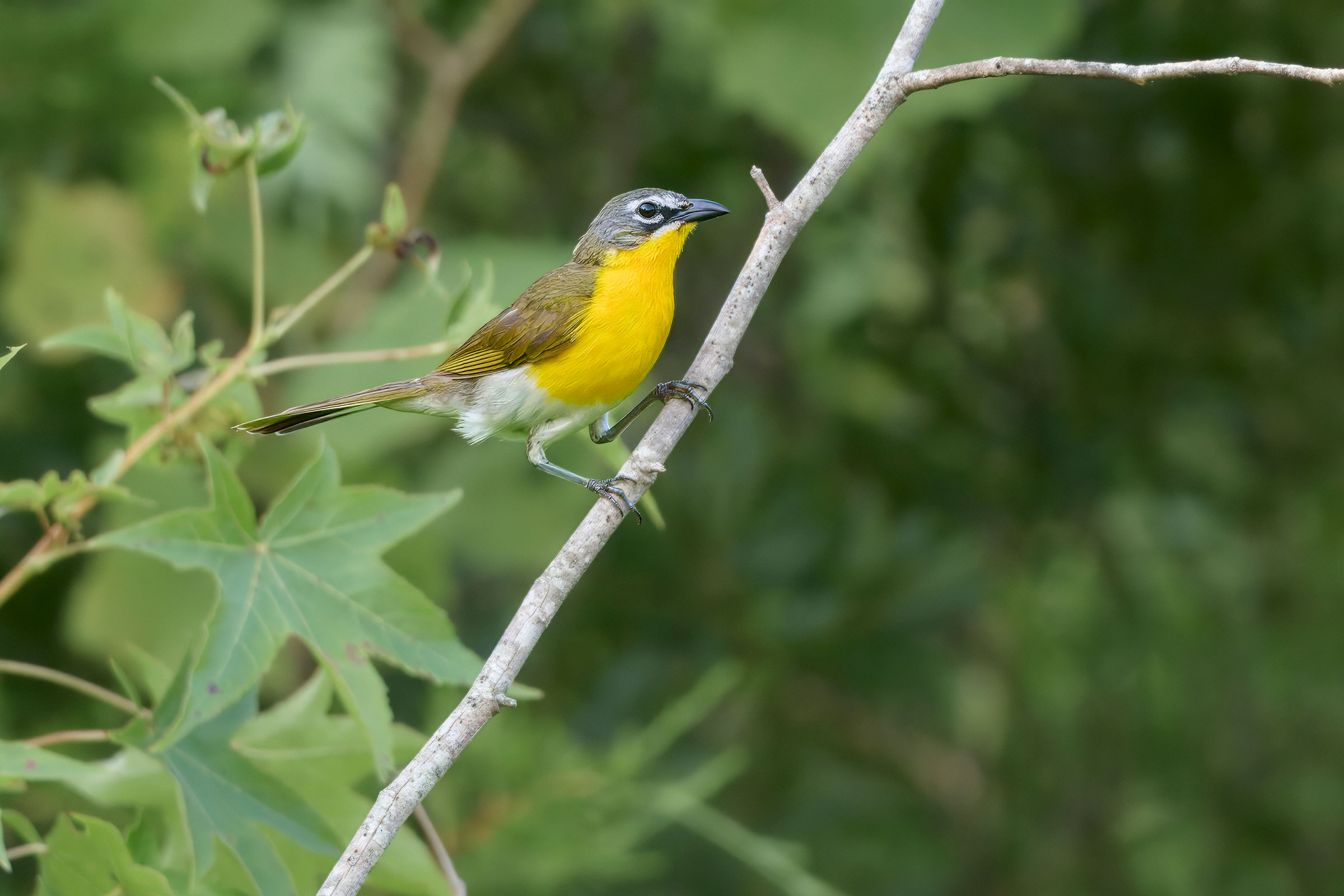 Yellow-breasted Chat - Adult, photo by Corby Amos