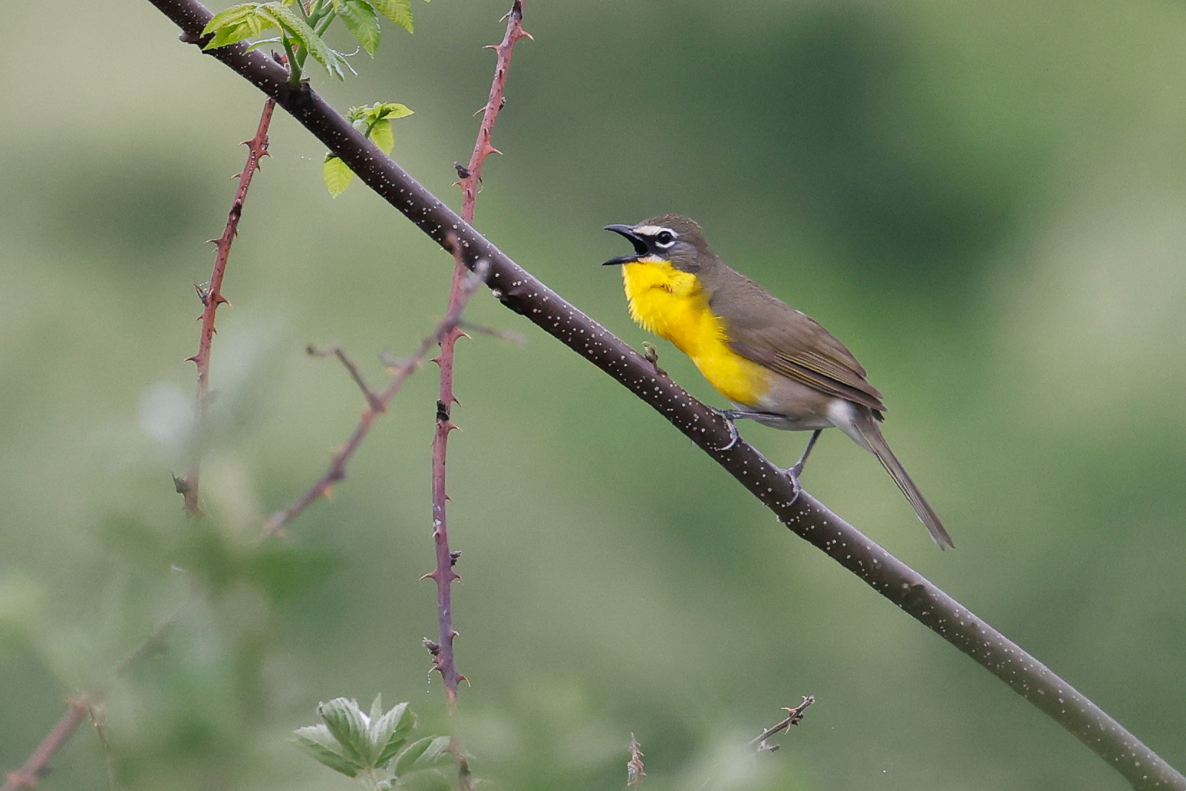 Yellow-breasted Chat - Adult calling, photo by Baxter Beamer