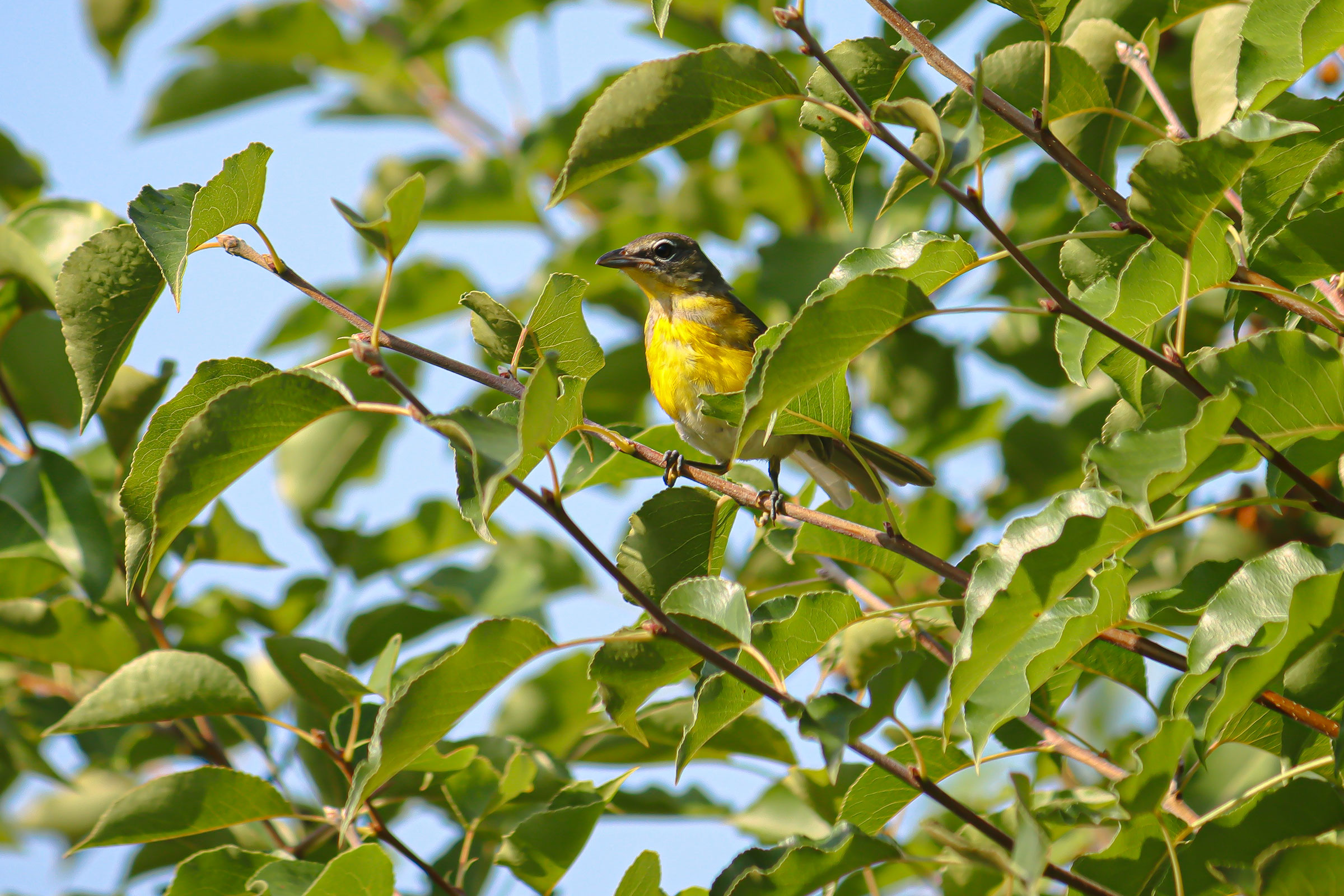 Yellow-breasted Chat - Juvenile, photo by William McKellar