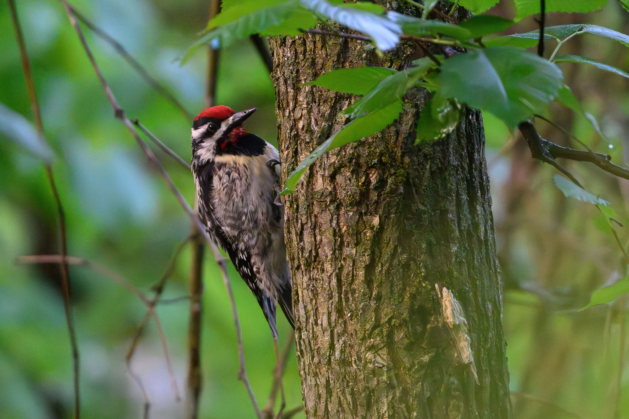 Yellow-bellied Sapsucker - Adult male, photo by Jim Emery