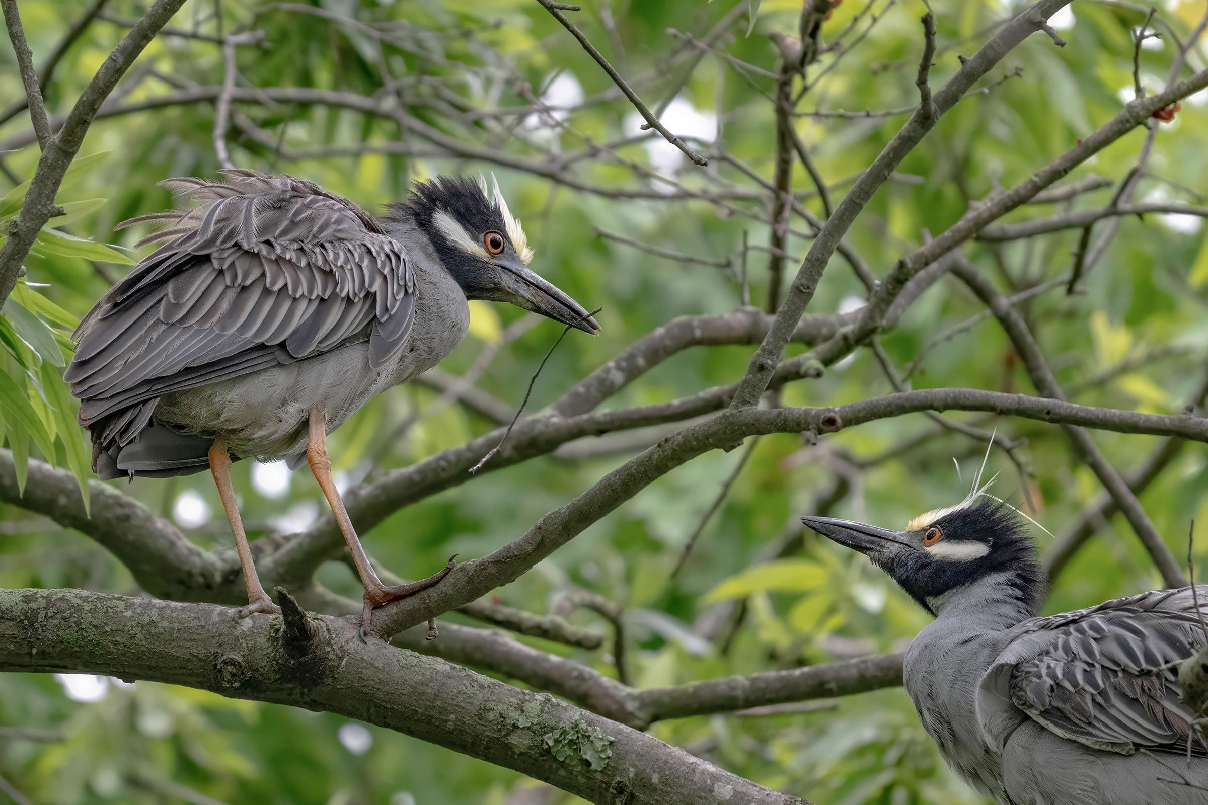 Yellow-crowned Night Heron - Pair with nesting material, photo by Will Bagby