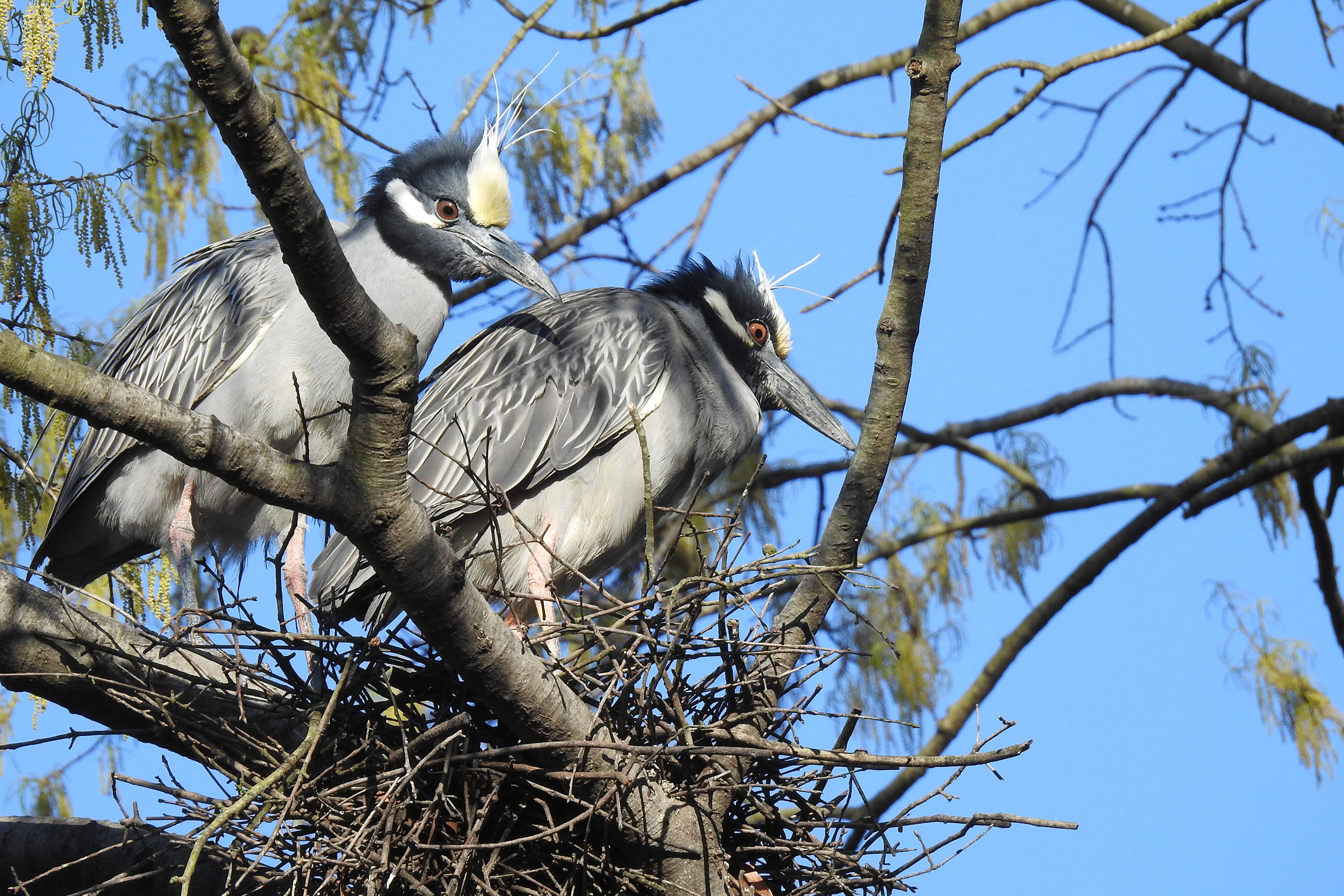 Yellow-crowned Night Heron - Pair at nest, photo by Laura Mae