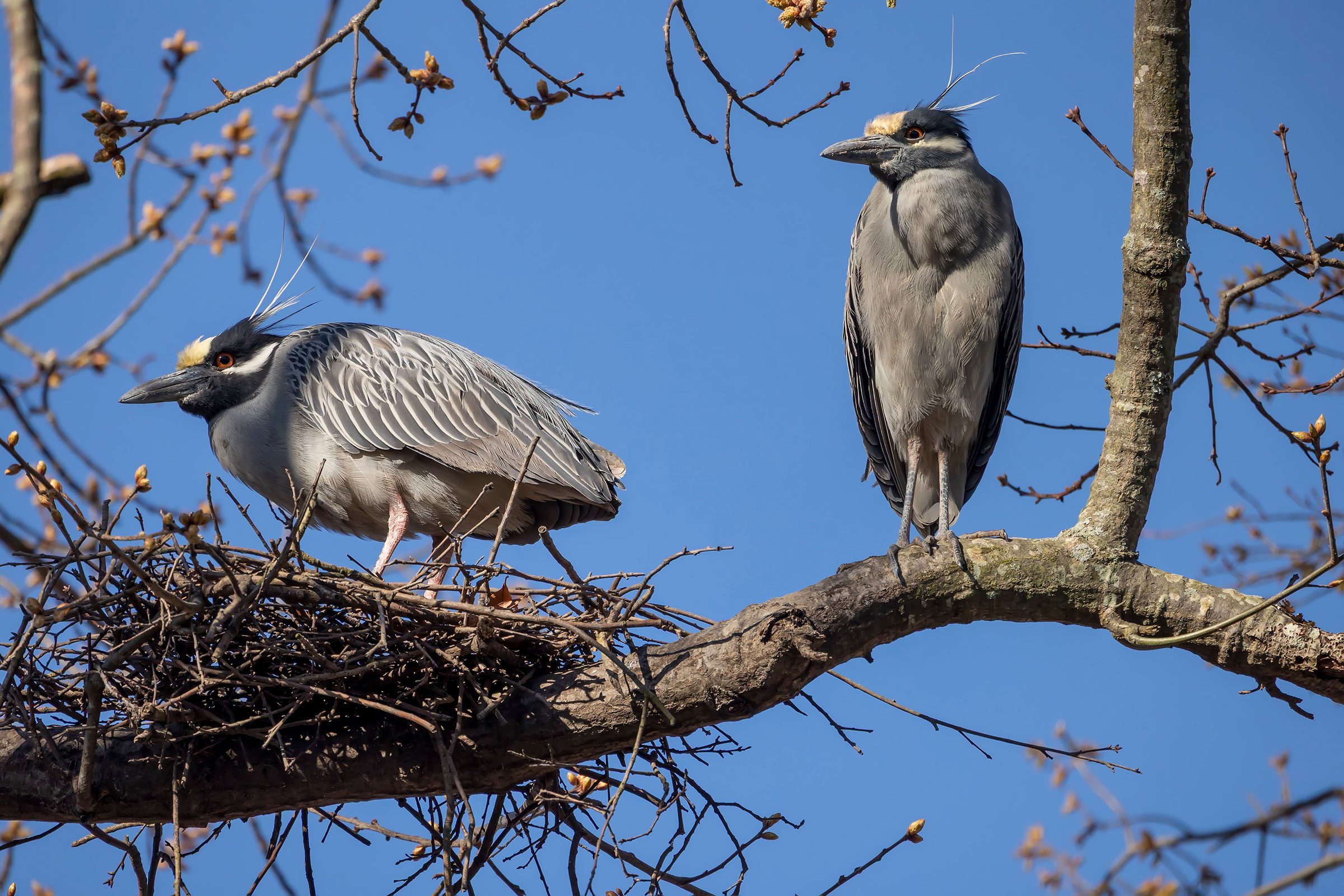 Yellow-crowned Night Heron - Pair at nest, photo by Judy Jones