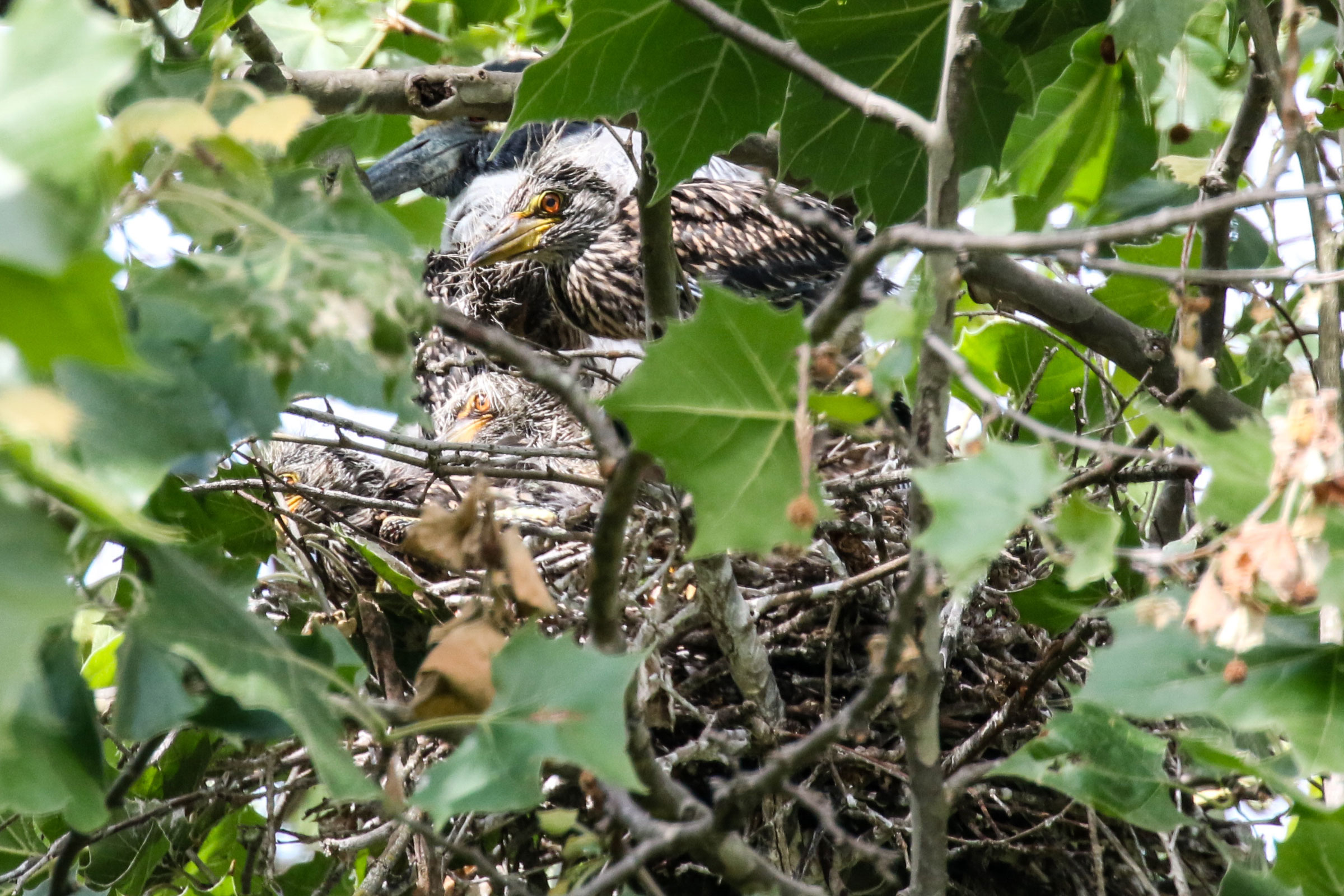 Yellow-crowned Night Heron - Nest with young, photo by Mary Lou Barritt