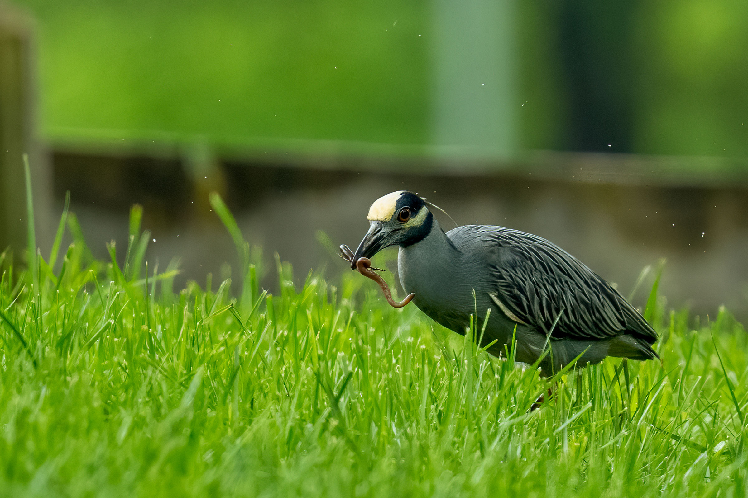Yellow-crowned Night Heron - Carrying food, photo by Garland Kitts