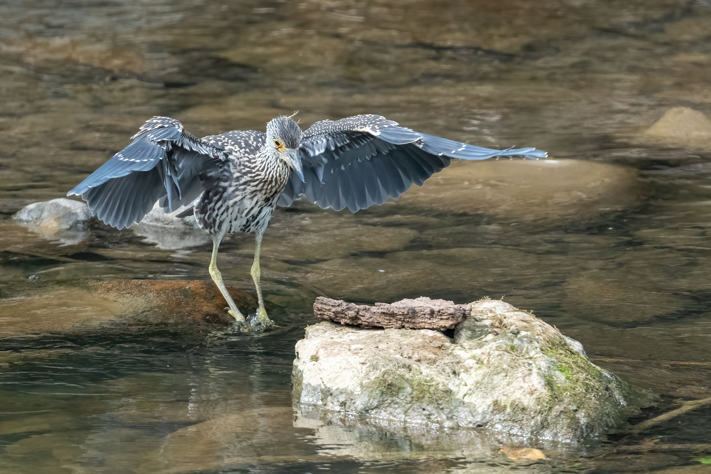 Yellow-crowned Night Heron - Juvenile learning to forage, photo by Garland Kitts