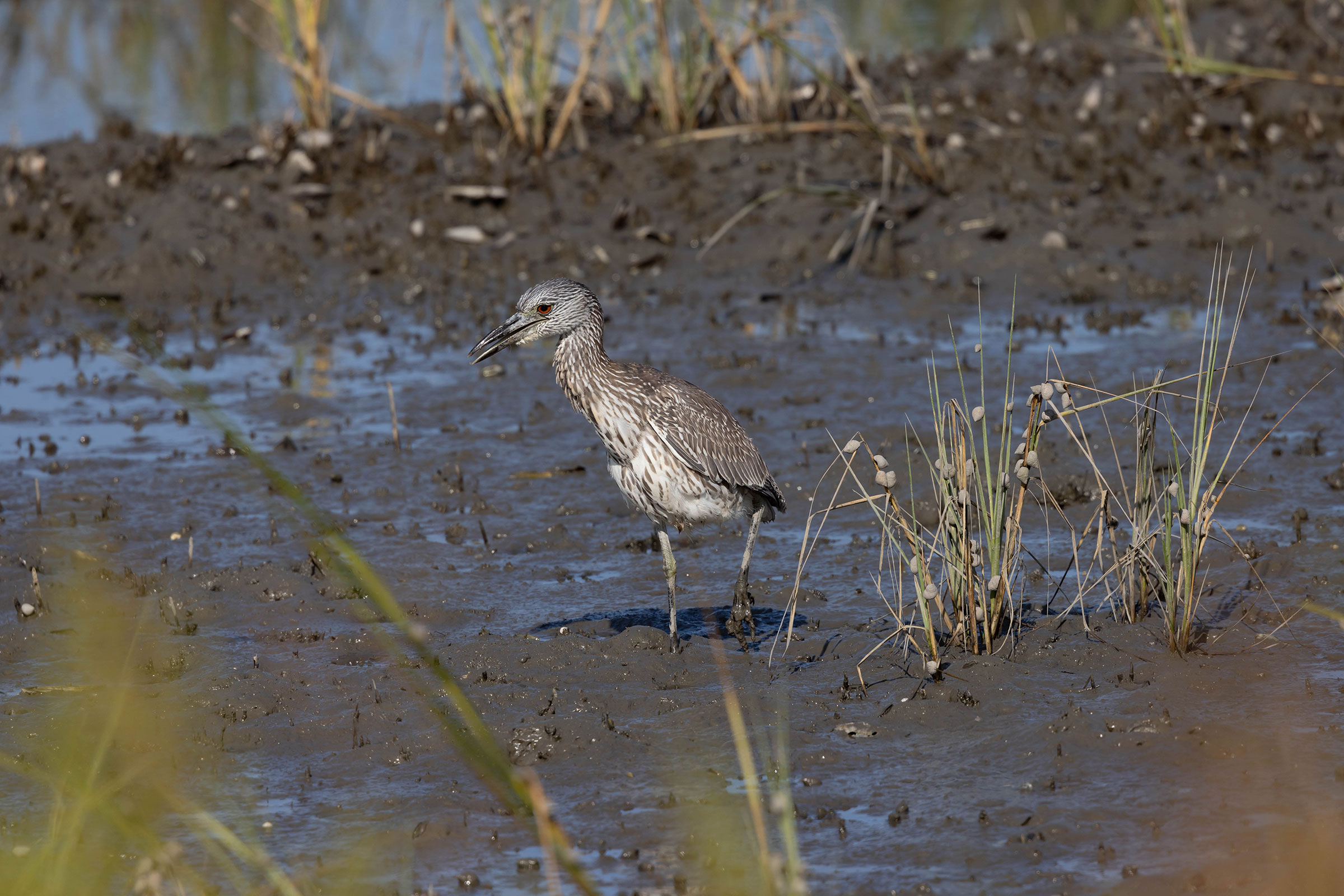 Yellow-crowned Night Heron - Juvenile, photo by Dixie Sommers