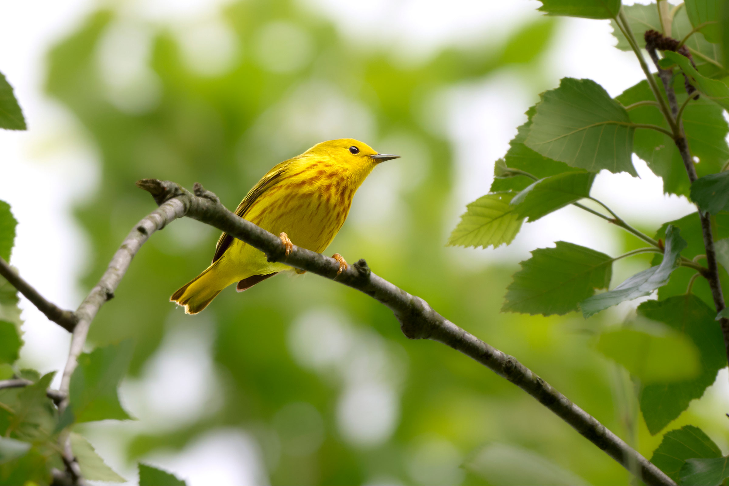 Yellow Warbler - Adult male, photo by Corby Amos