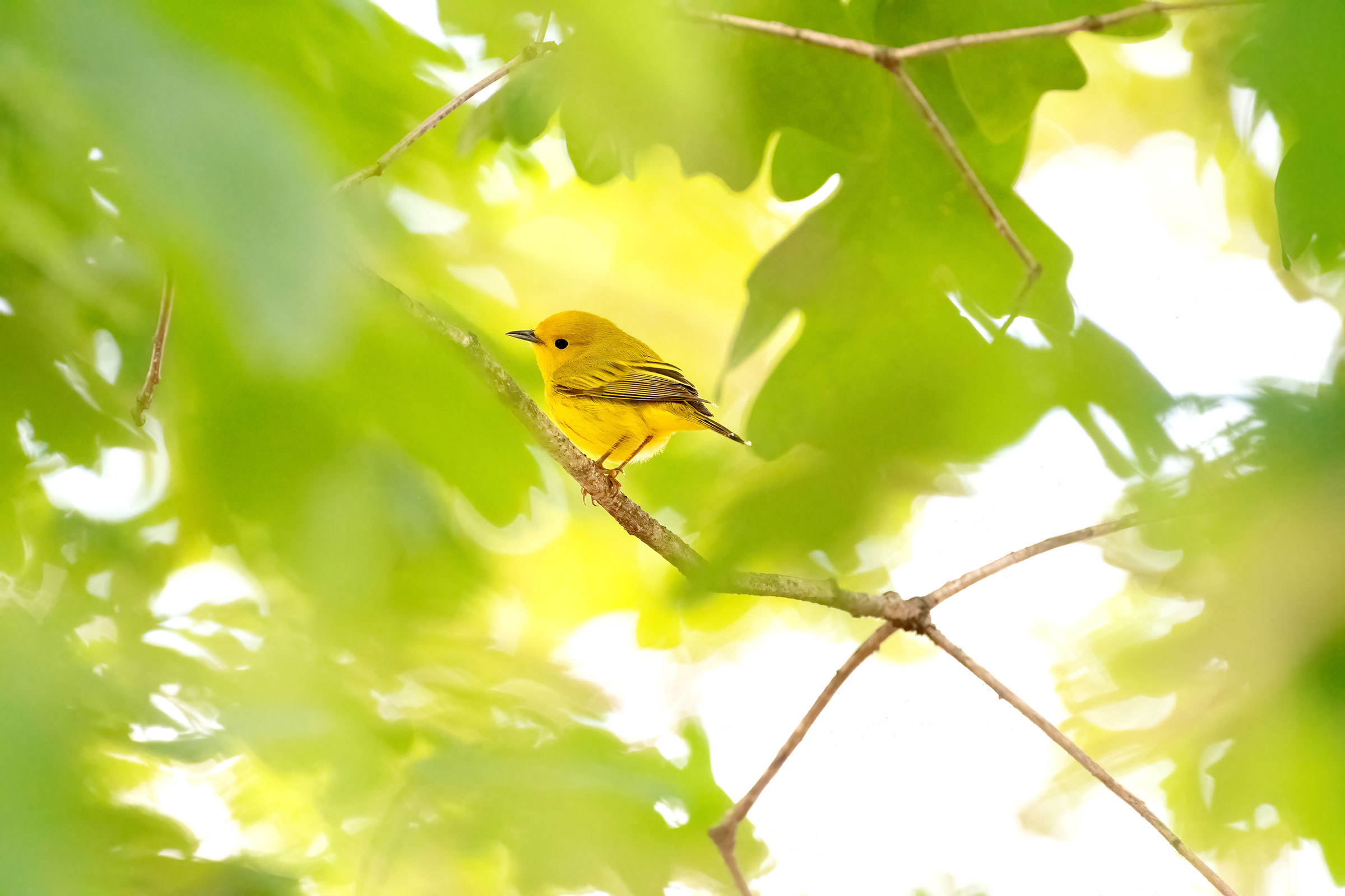 Yellow Warbler - Adult female, photo by Jim Easton